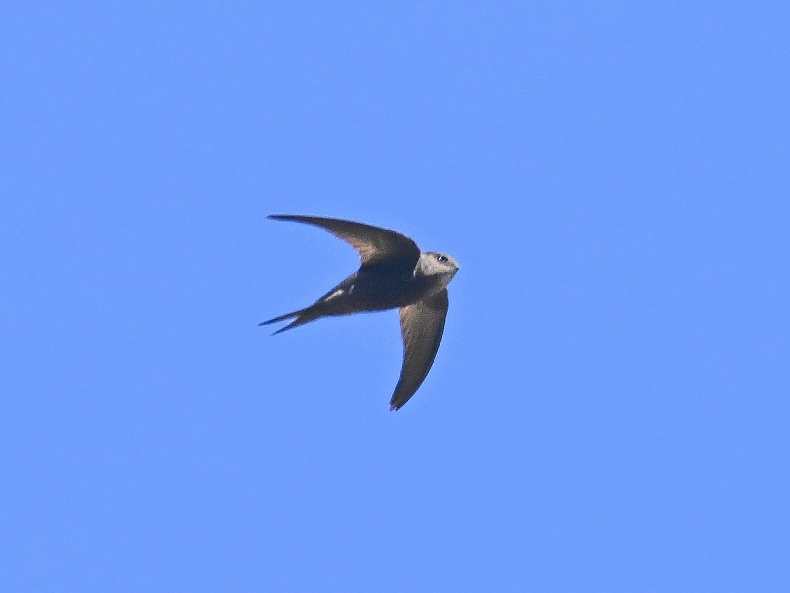 Madeiragierzwaluw (Apus unicolor)