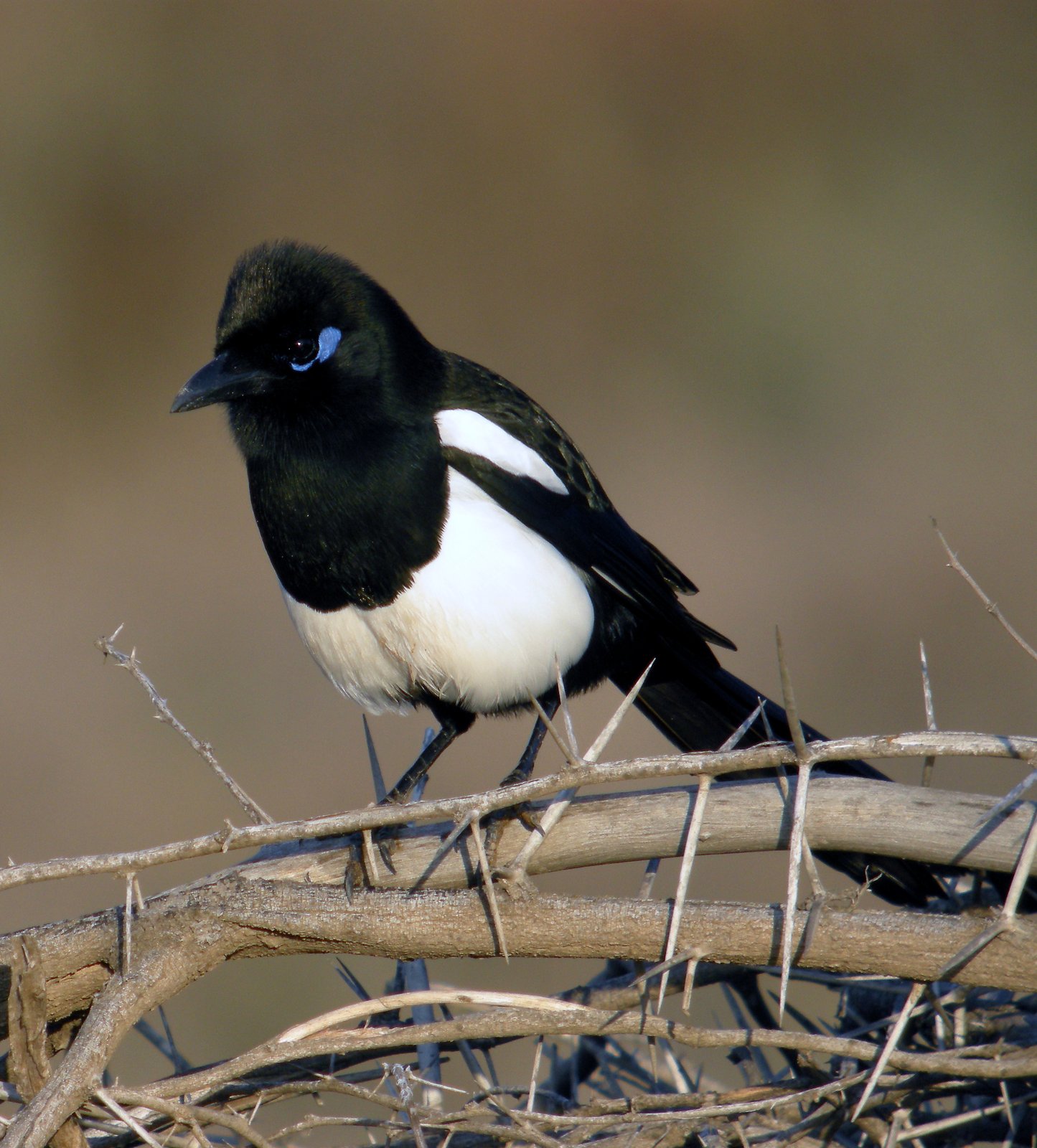 Maghrebekster (Pica mauritanica)
