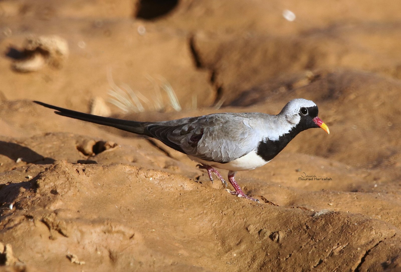 Maskerduif (Oena capensis)