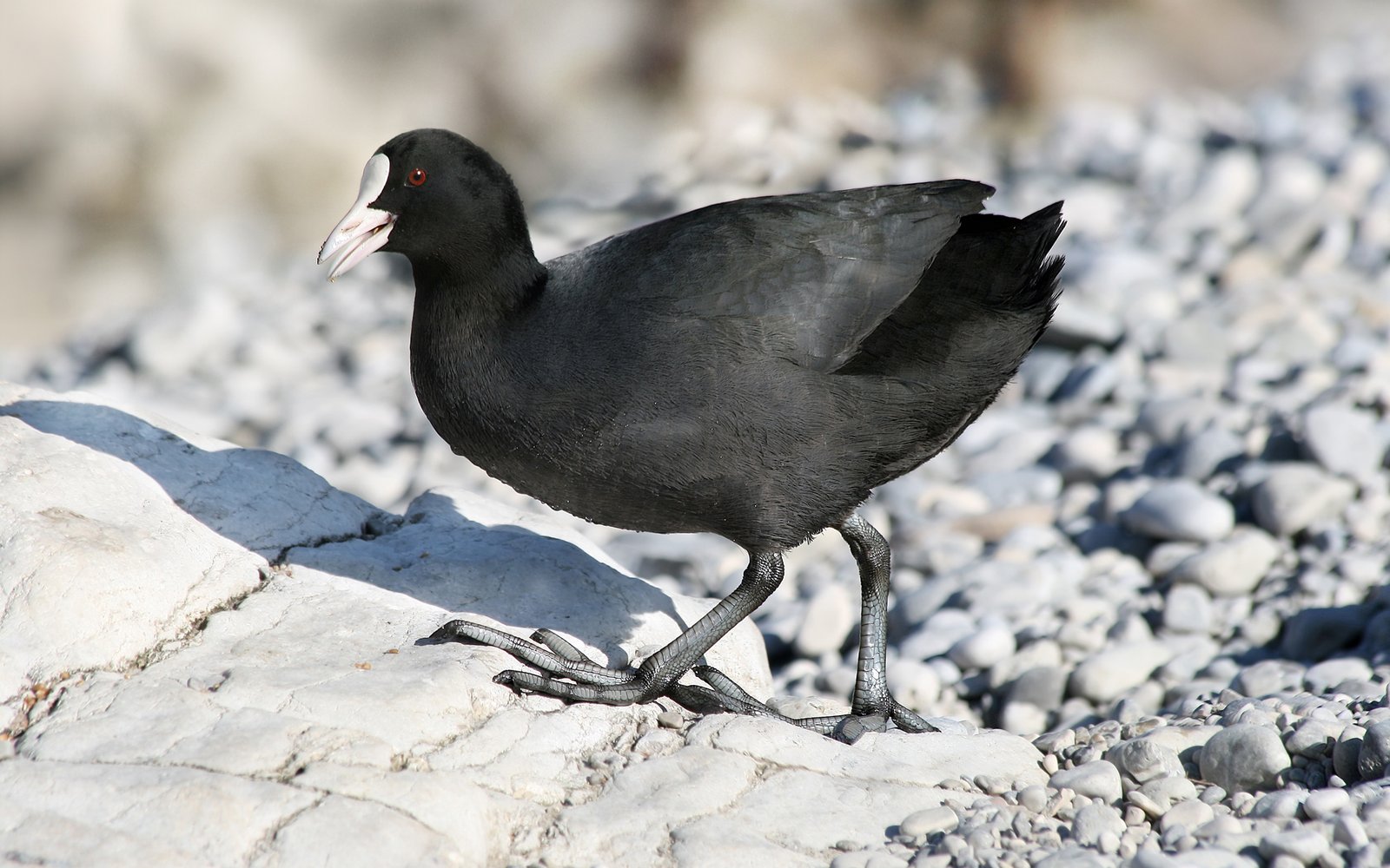 Meerkoet (Fulica atra)