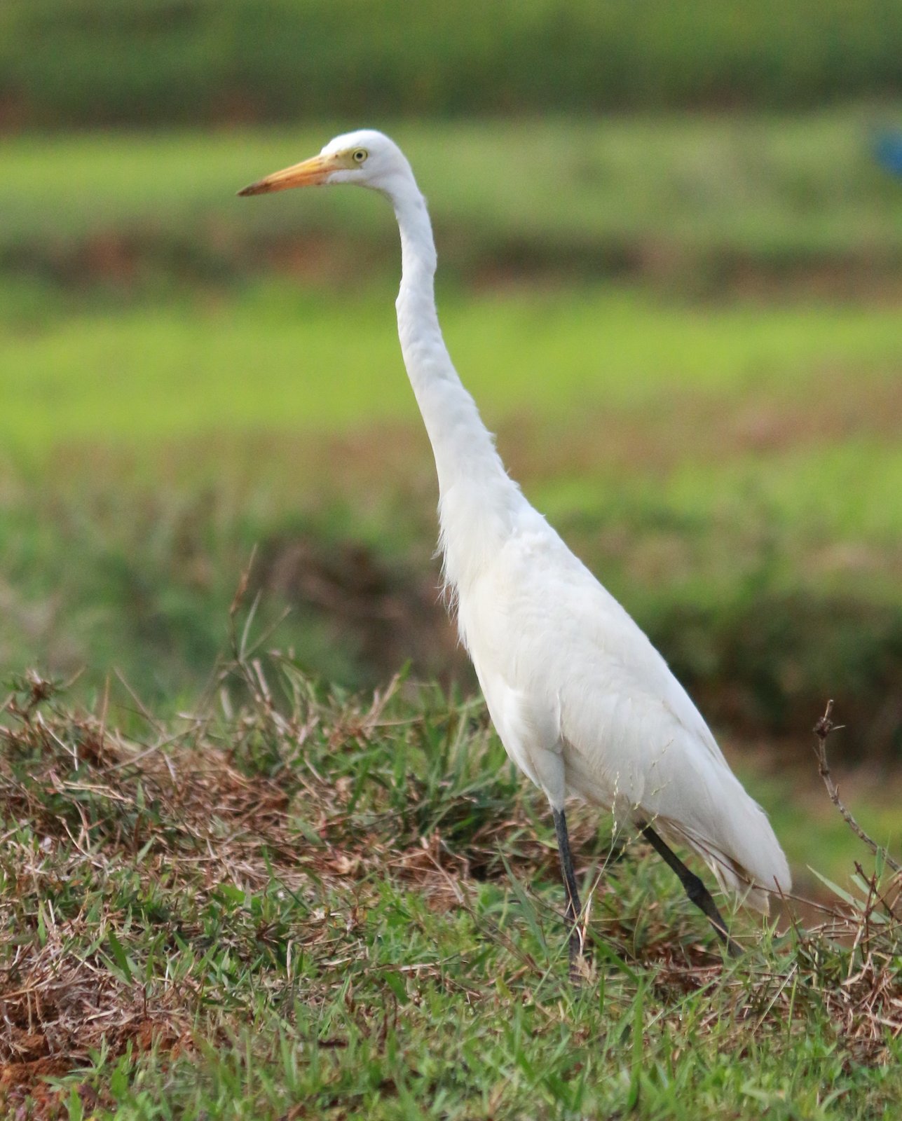 Middelste zilverreiger (Ardea intermedia)