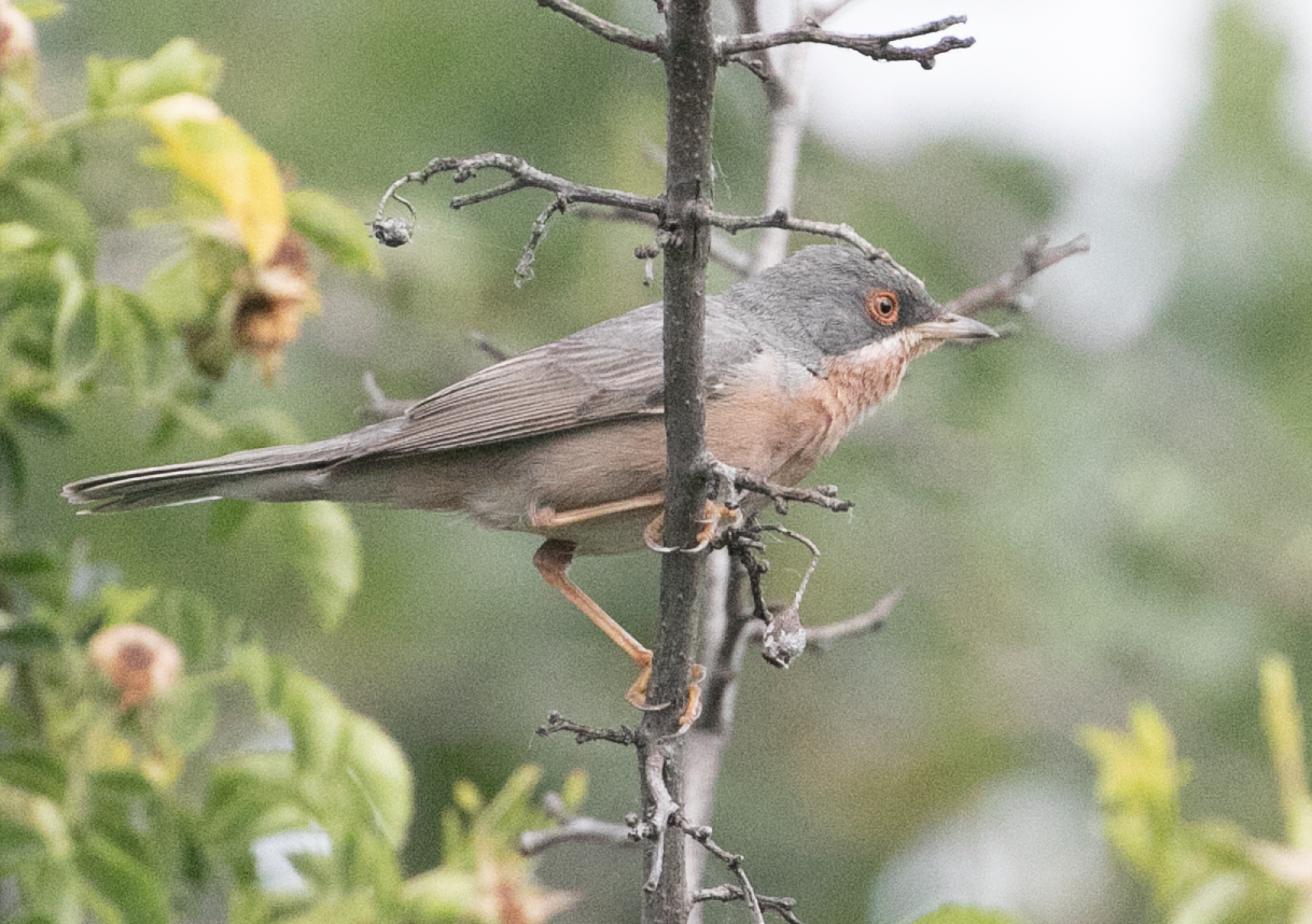 Moltoni's baardgrasmus (Curruca subalpina)
