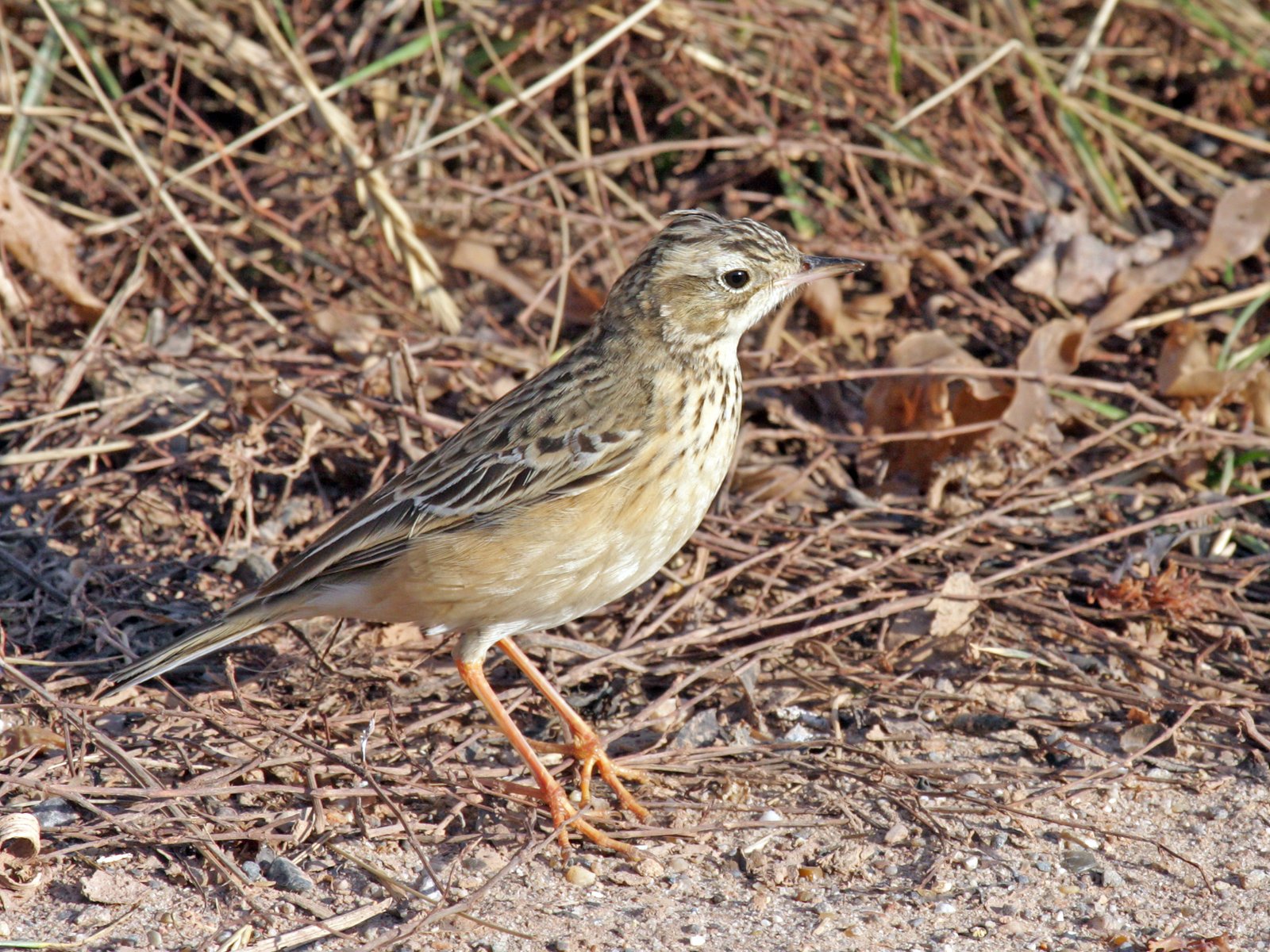 Mongoolse pieper (Anthus godlewskii)