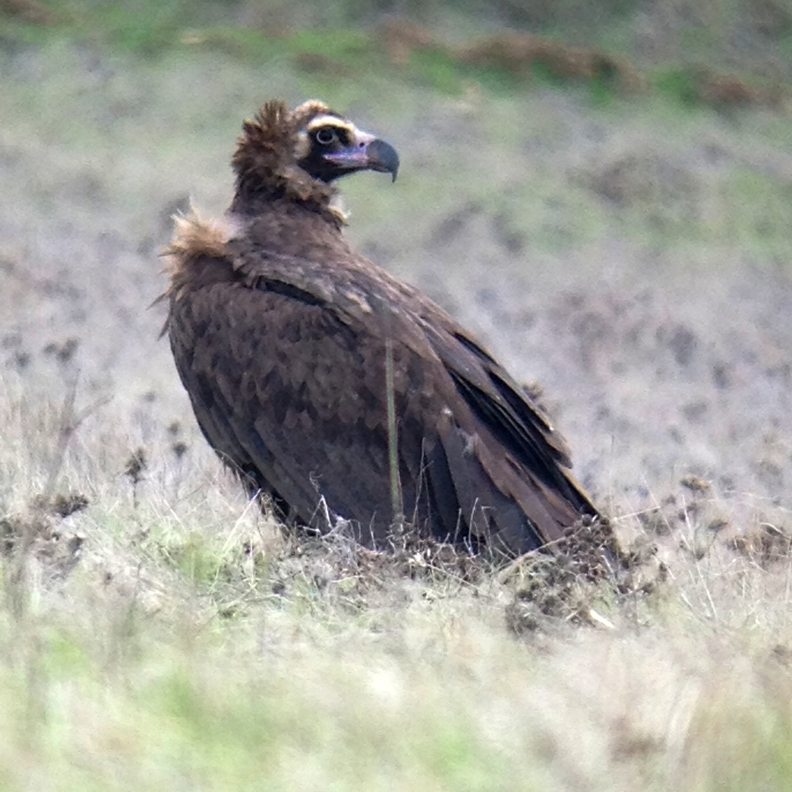 Monniksgier (Aegypius monachus)