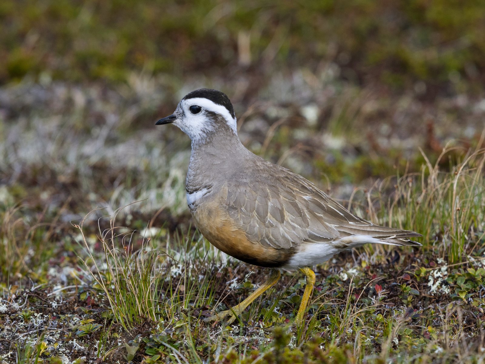 Morinelplevier (Eudromias morinellus)