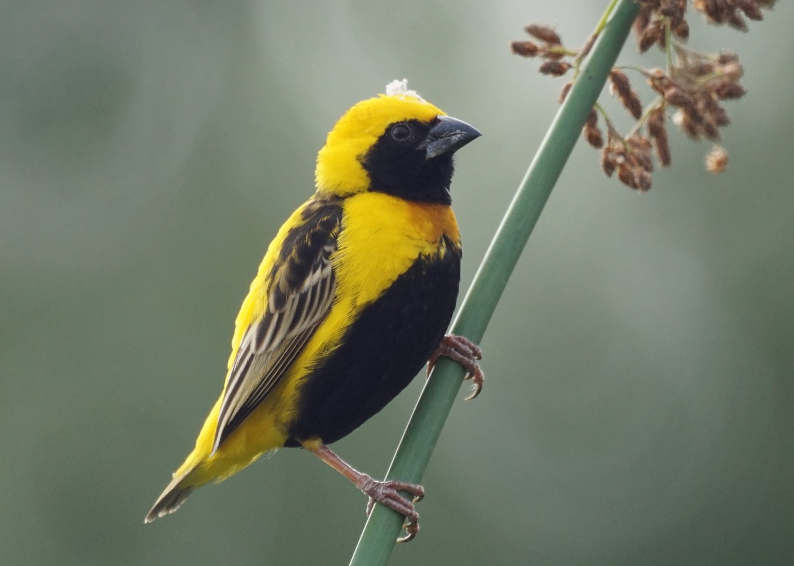 Napoleonwever (Euplectes afer)