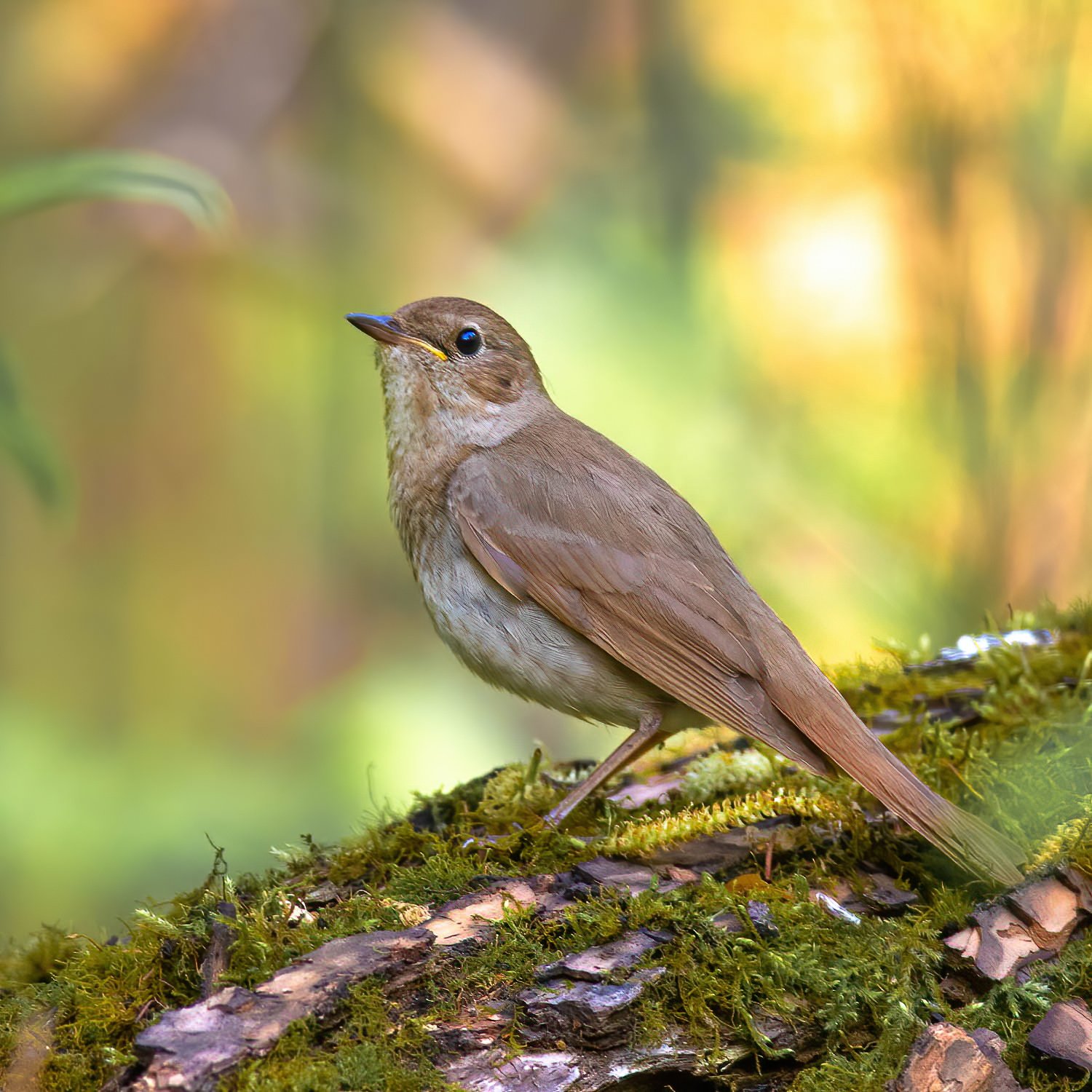 Noordse nachtegaal (Luscinia luscinia)