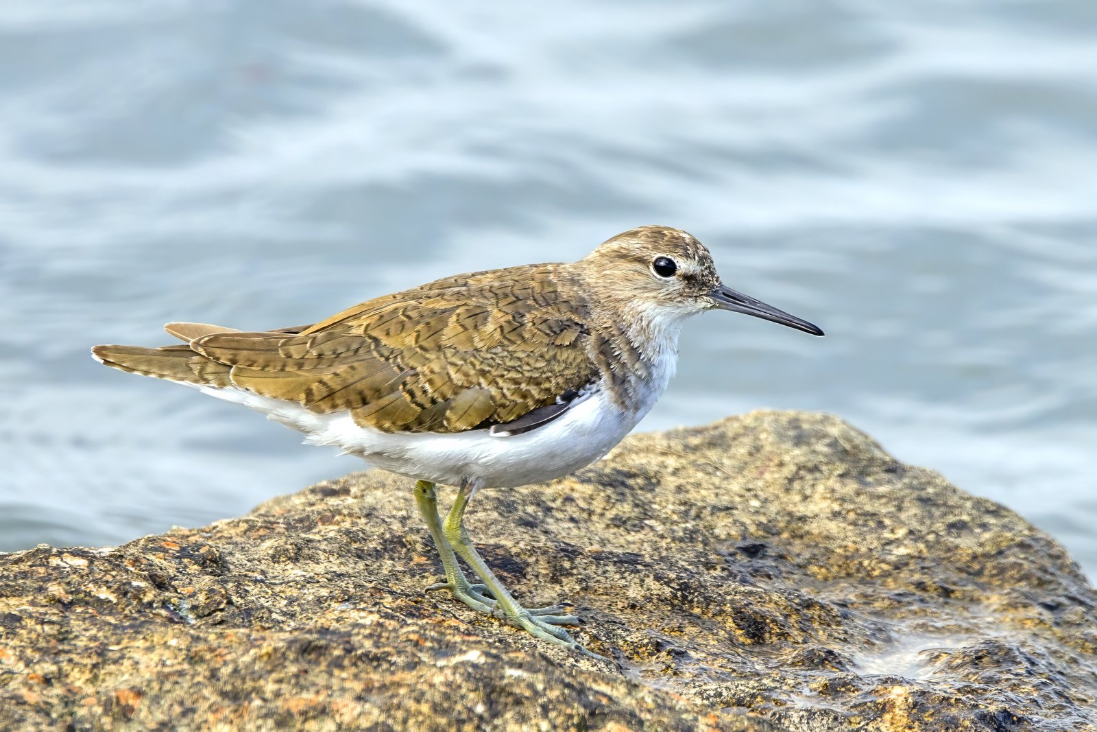 Oeverloper (Actitis hypoleucos)