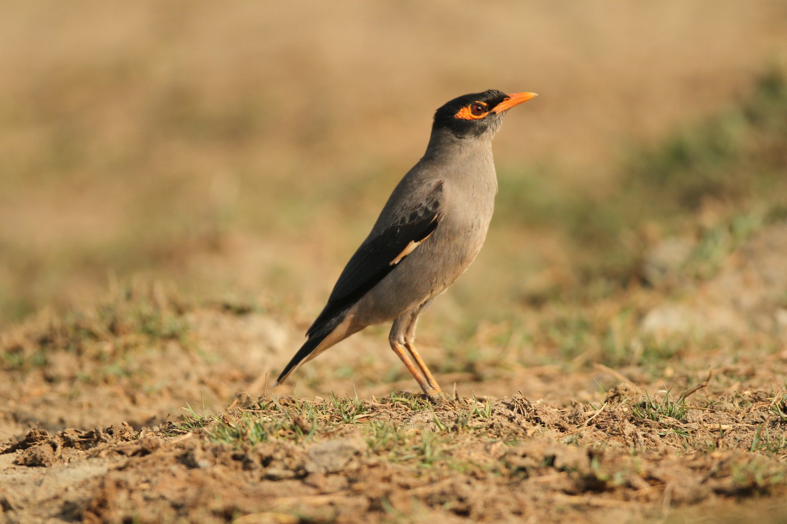 Oevermaina (Acridotheres ginginianus)