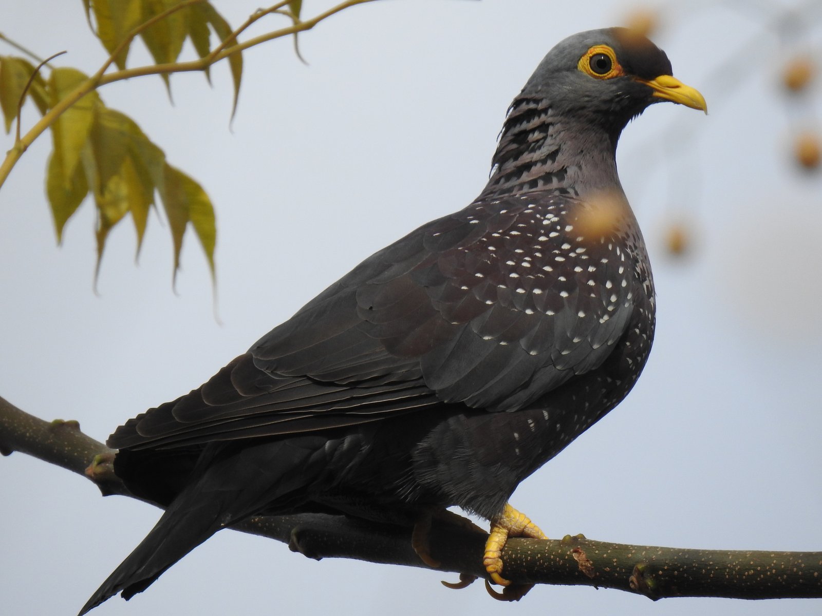 Olijfduif (Columba arquatrix)