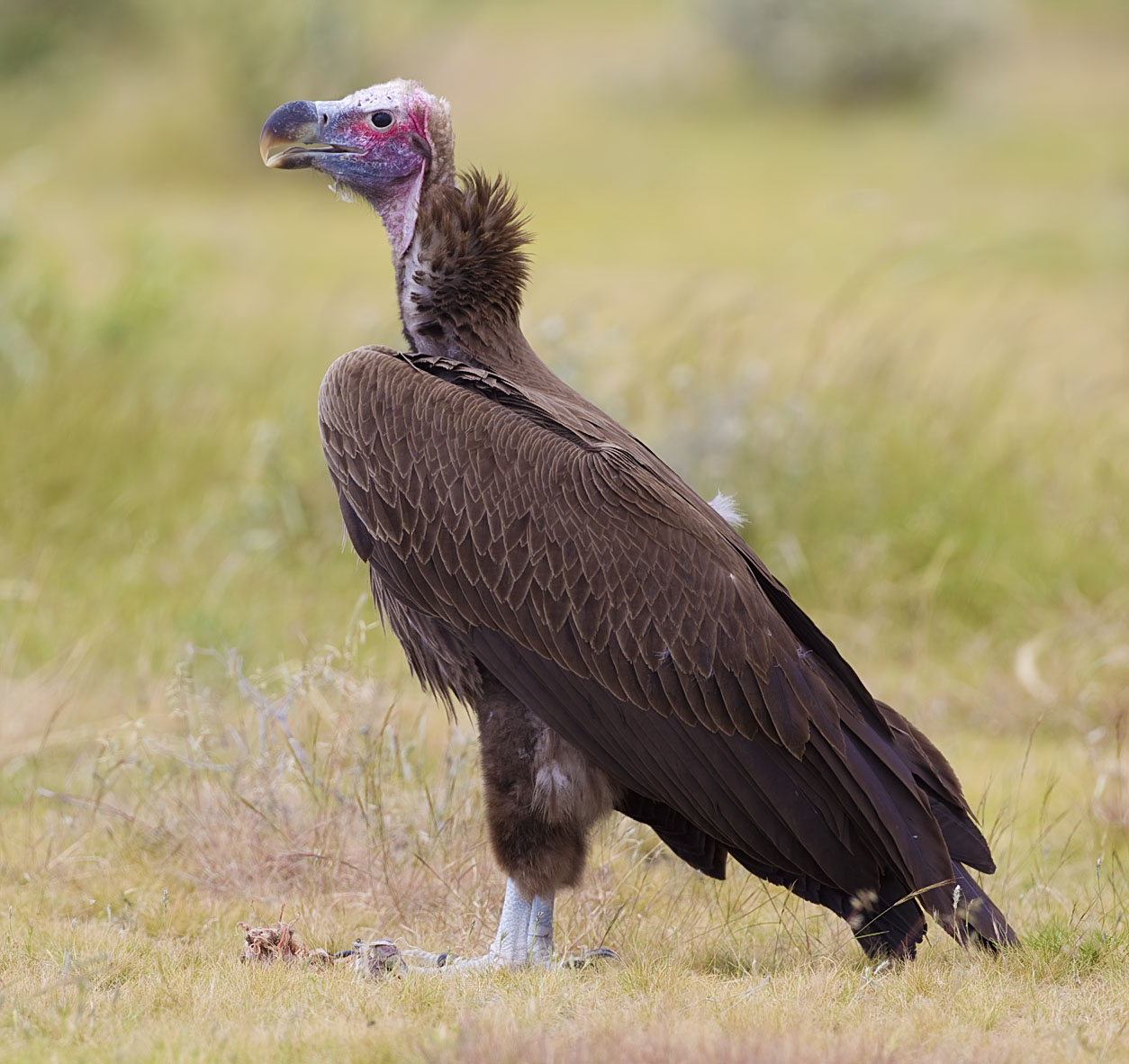 Oorgier (Torgos tracheliotos)