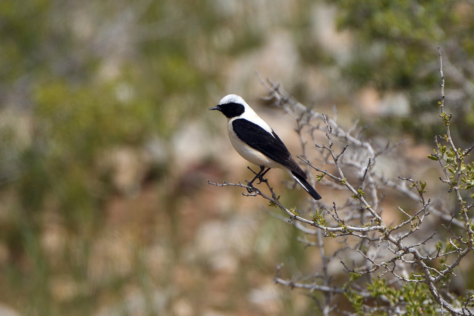 Oostelijke blonde tapuit (Oenanthe melanoleuca)