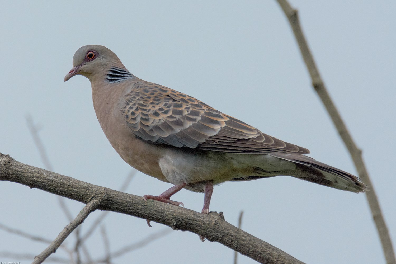 Oosterse tortel (Streptopelia orientalis)