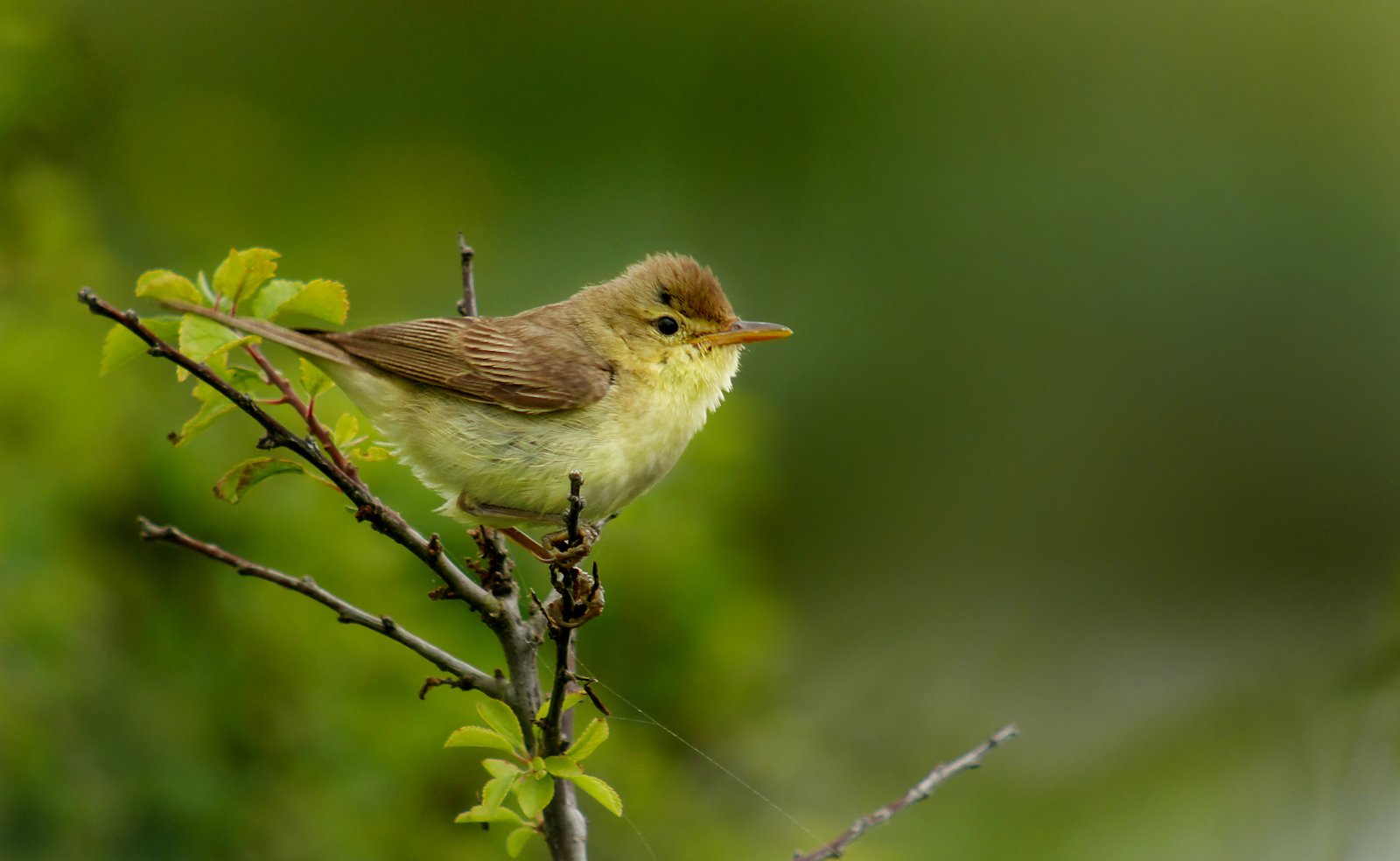 Orpheusspotvogel (Hippolais polyglotta)