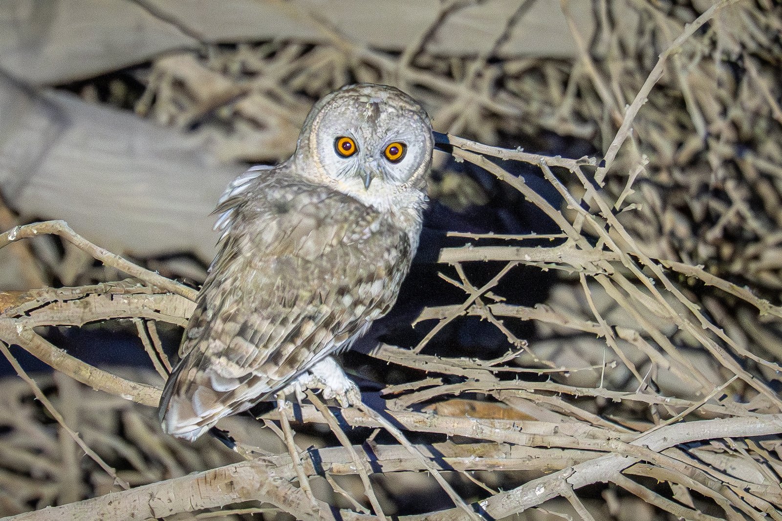 Palestijnse bosuil (Strix hadorami)