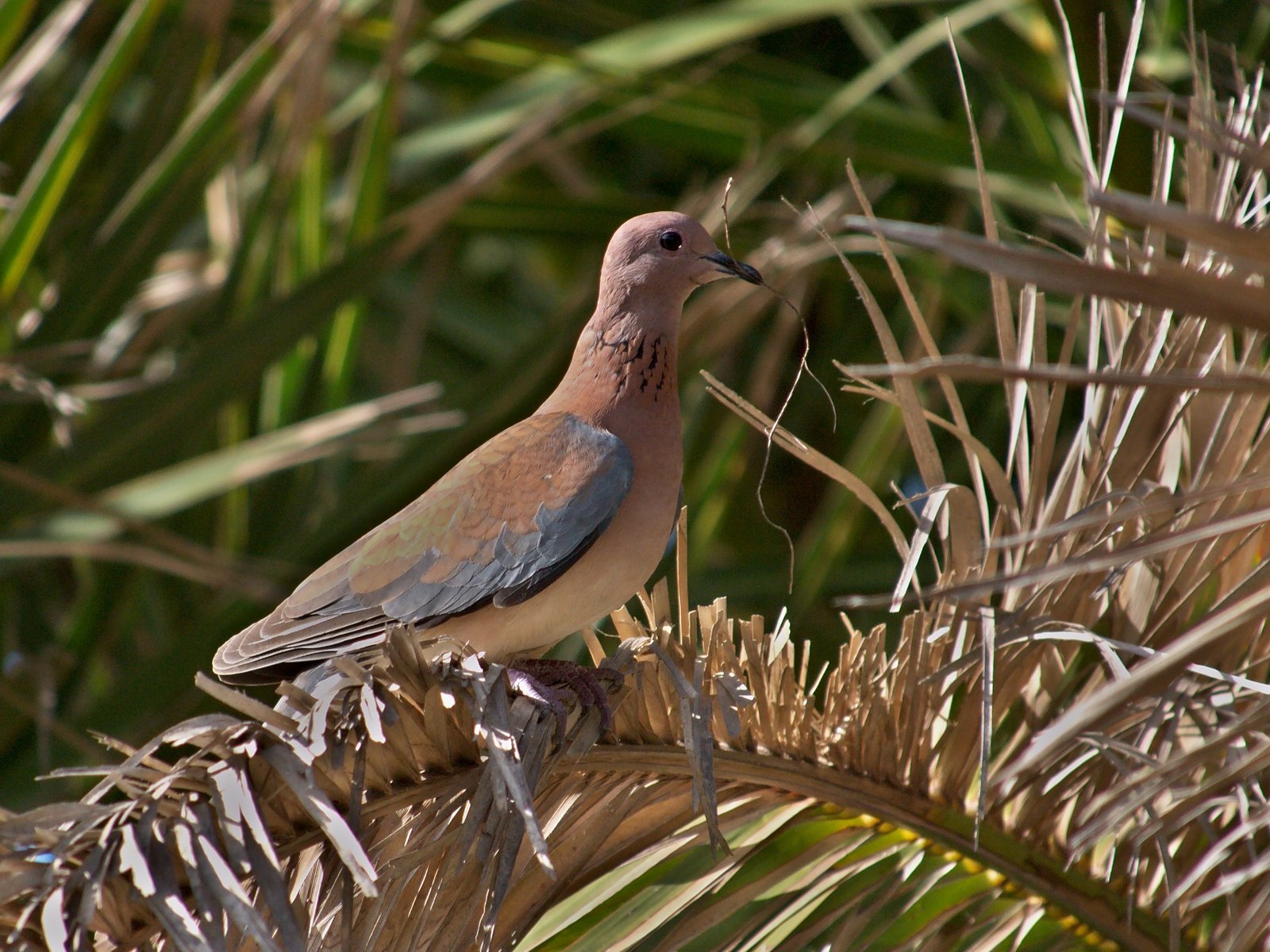 Palmtortel (Spilopelia senegalensis)