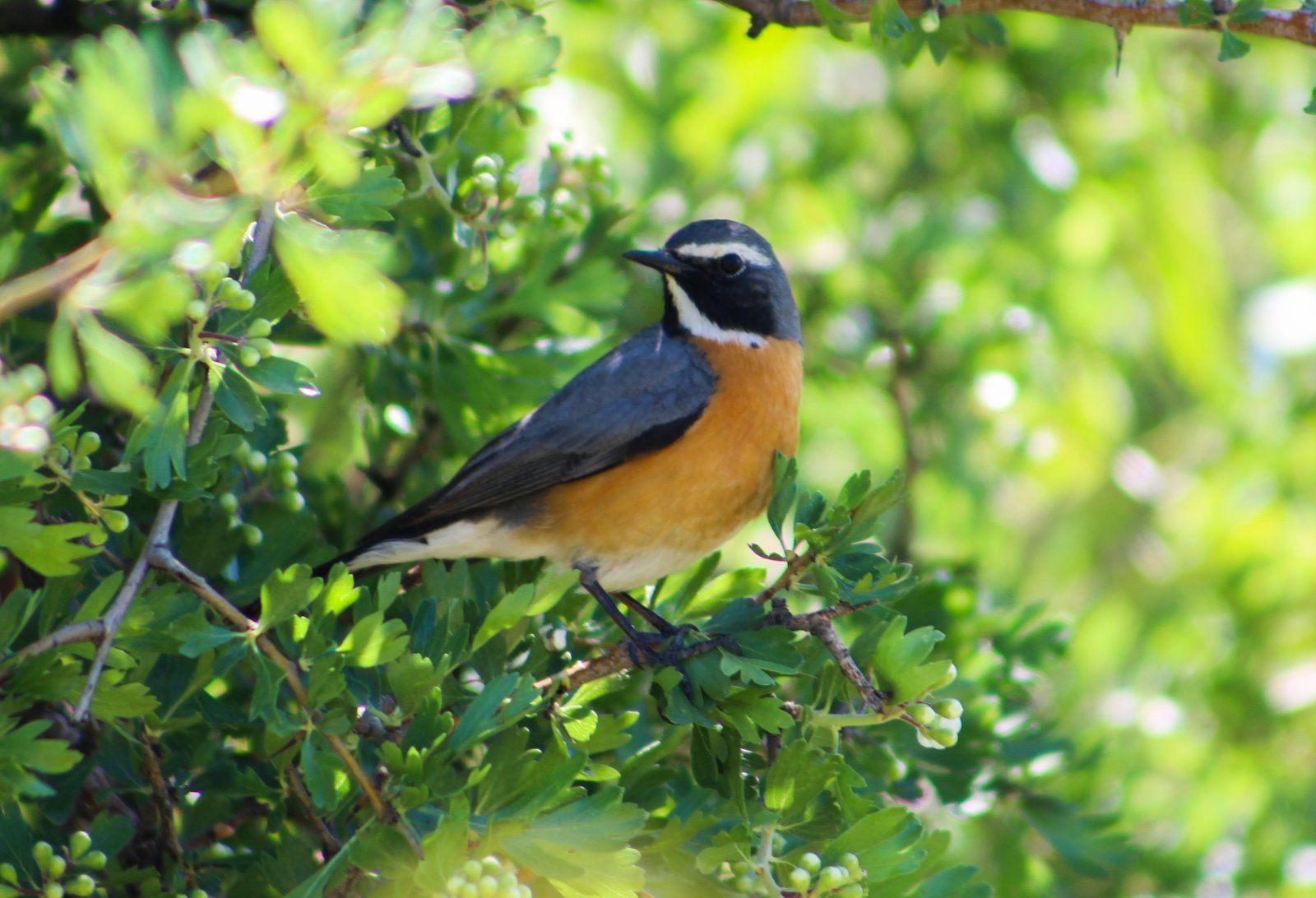 Perzische roodborst (Irania gutturalis)