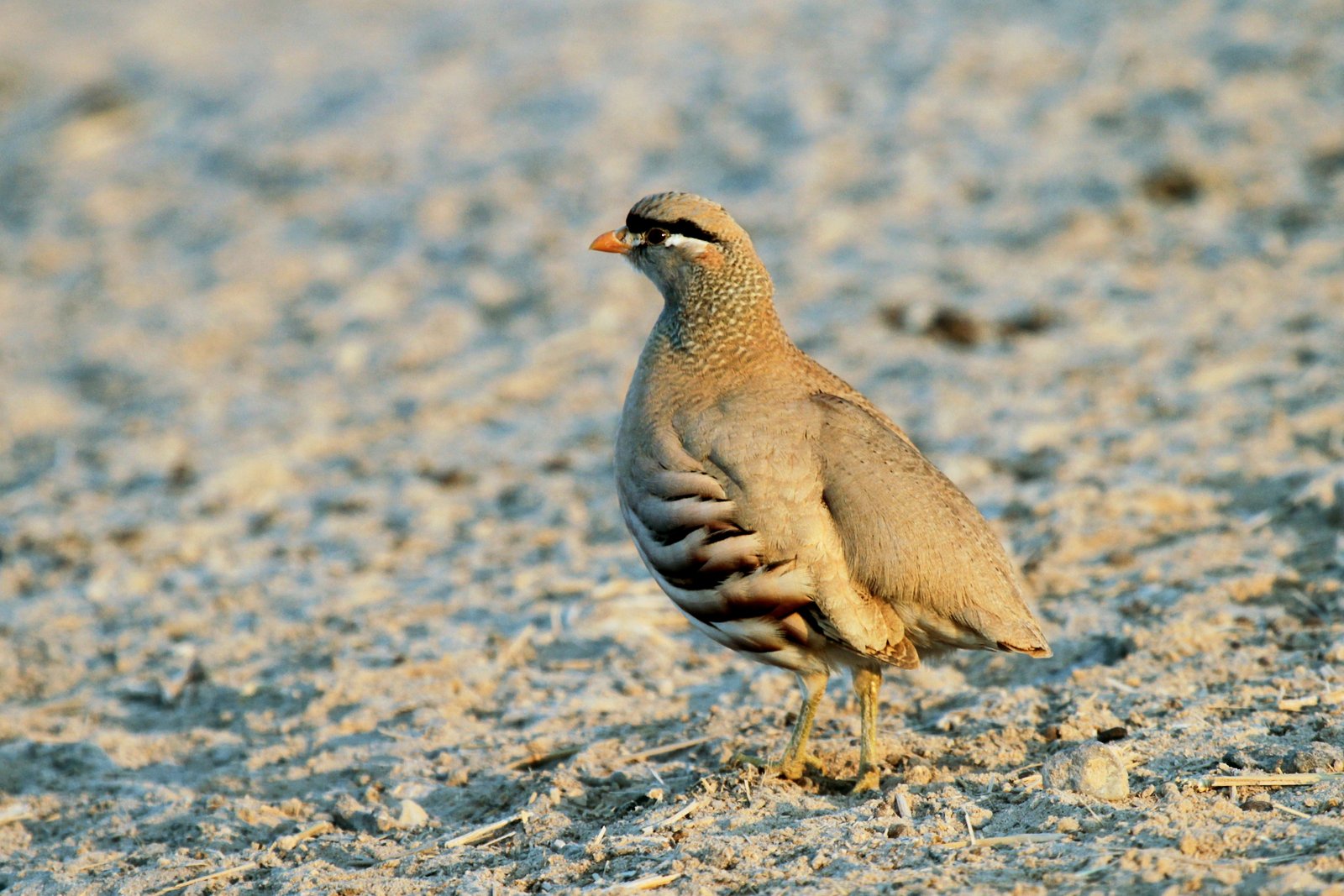 Perzische woestijnpatrijs (Ammoperdix griseogularis)