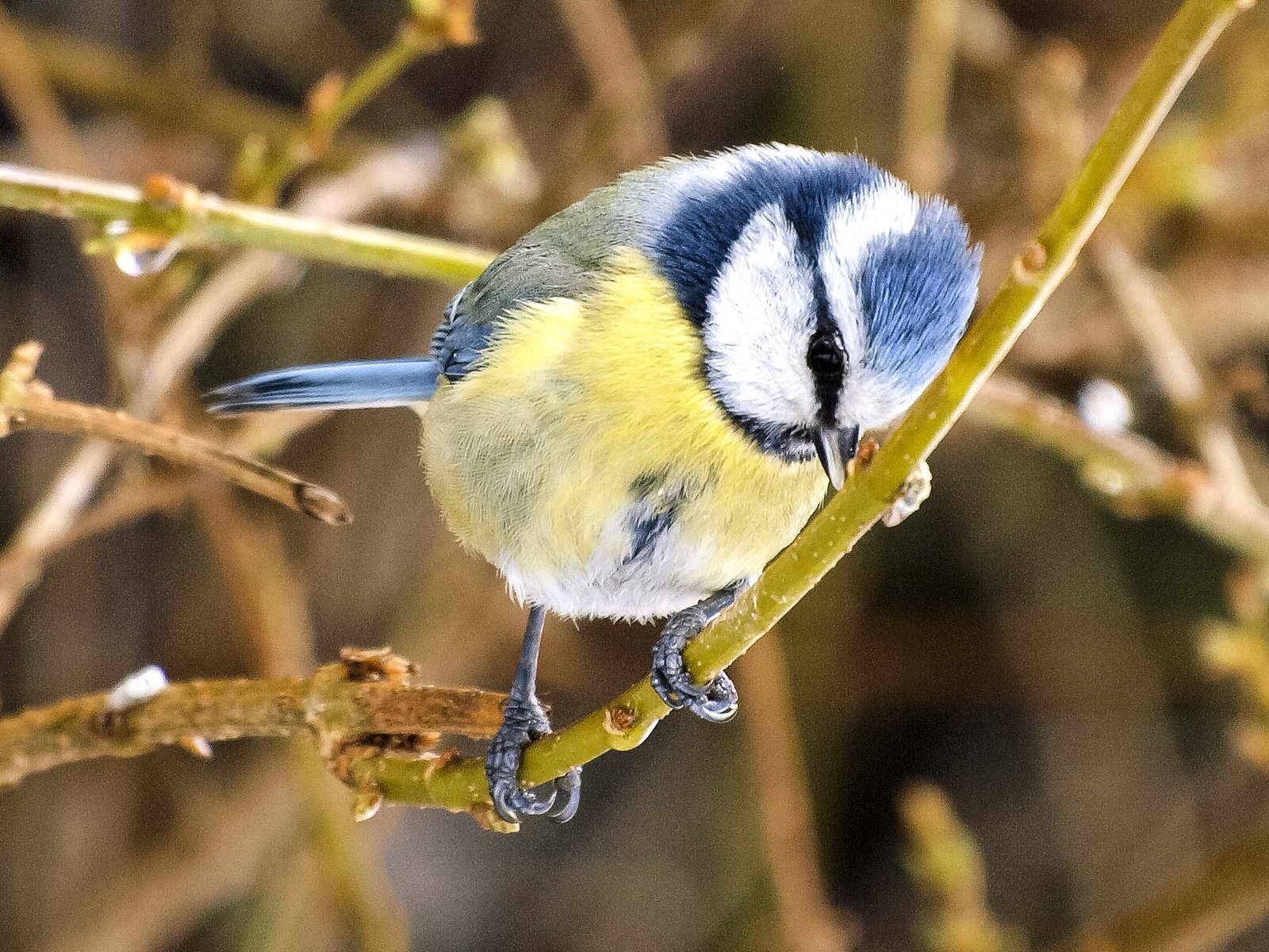 Pimpelmees (Cyanistes caeruleus)
