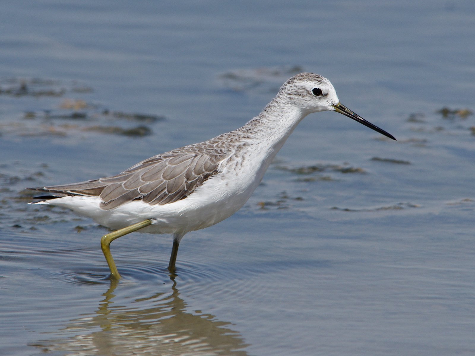 Poelruiter (Tringa stagnatilis)