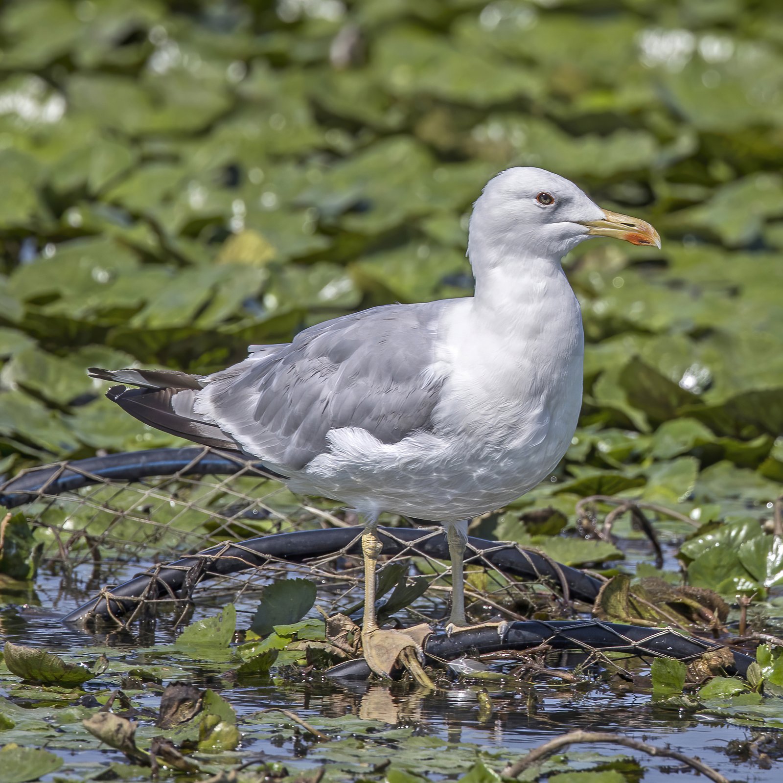 Pontische meeuw (Larus cachinnans)