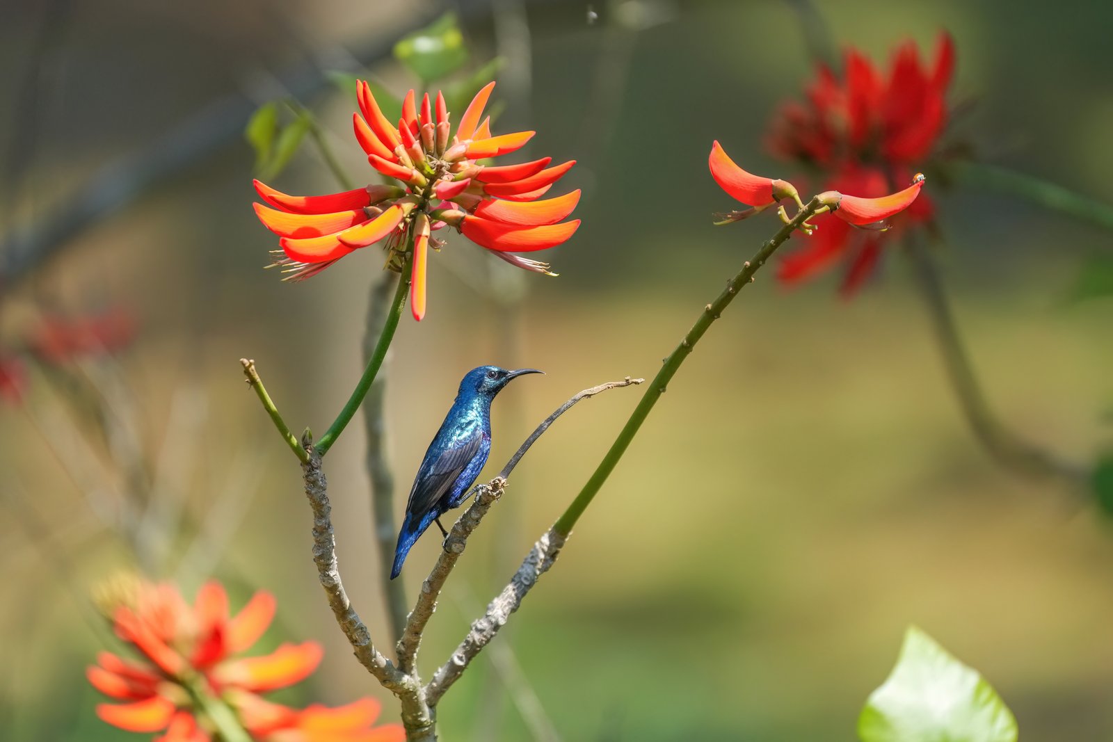 Purperhoningzuiger (Cinnyris asiaticus)
