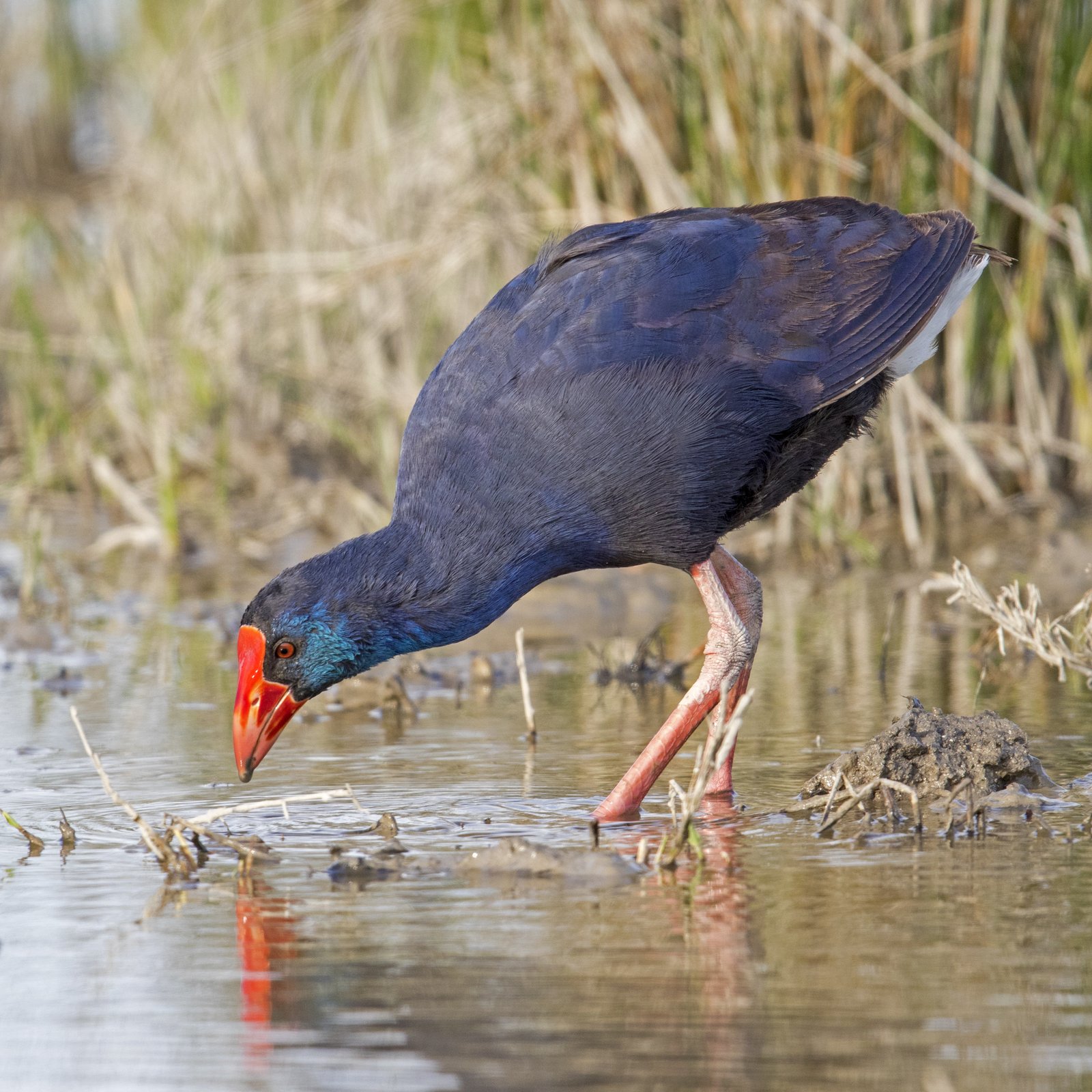 Purperkoet (Porphyrio porphyrio)