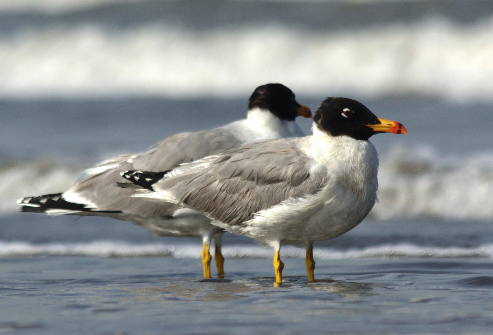 Reuzenzwartkopmeeuw (Ichthyaetus ichthyaetus)