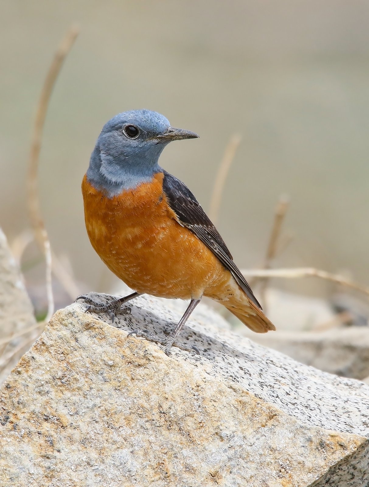 Rode rotslijster (Monticola saxatilis)