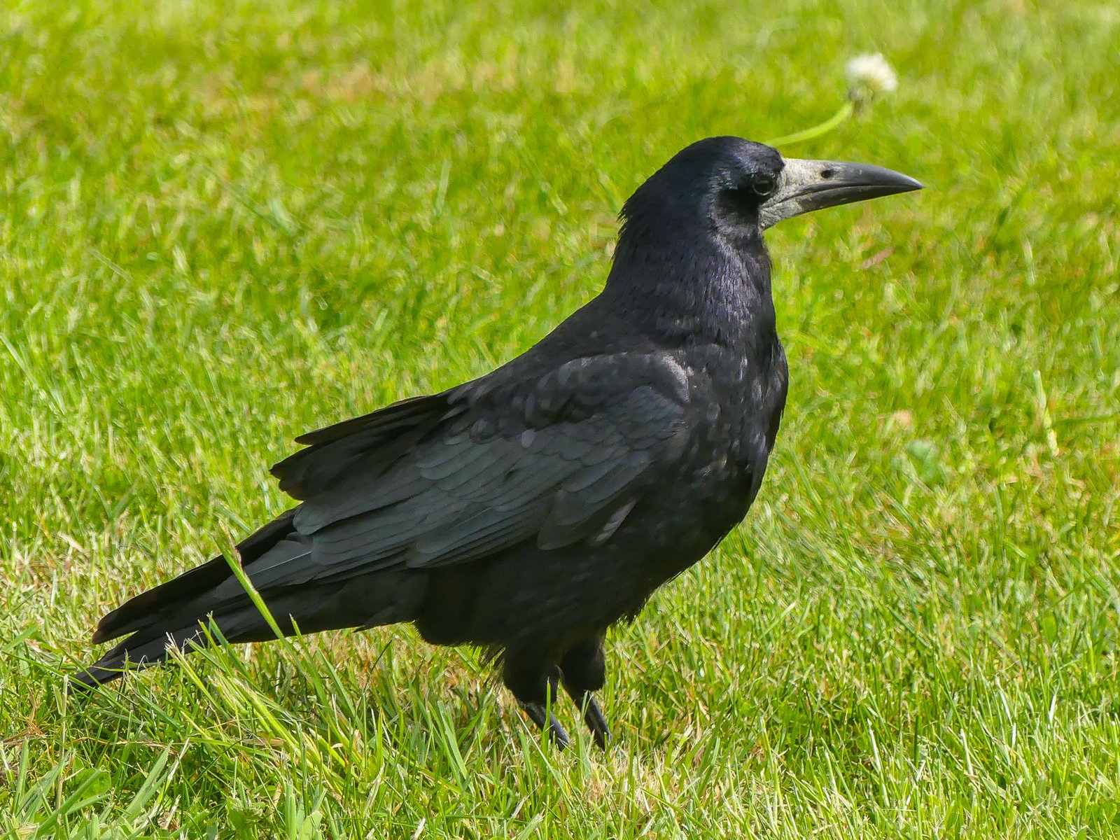 Roek (Corvus frugilegus)