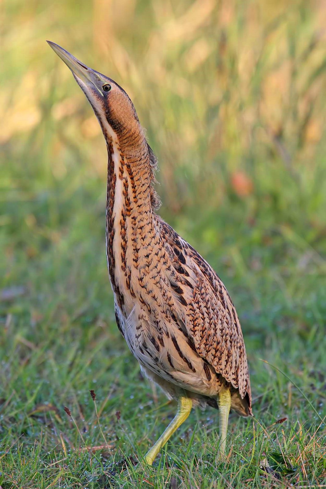 Roerdomp (Botaurus stellaris)