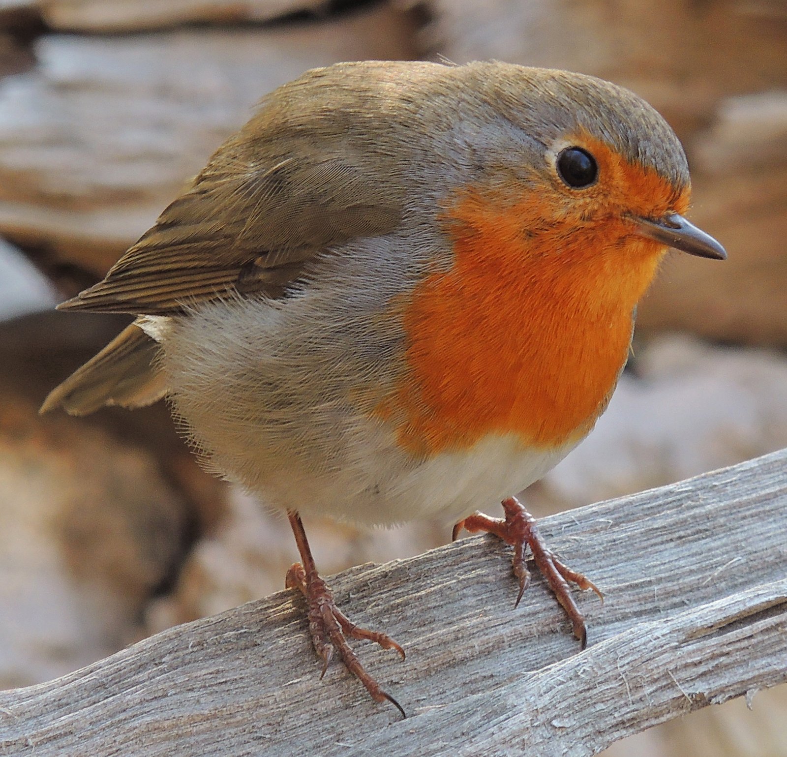 Roodborst (Erithacus rubecula)