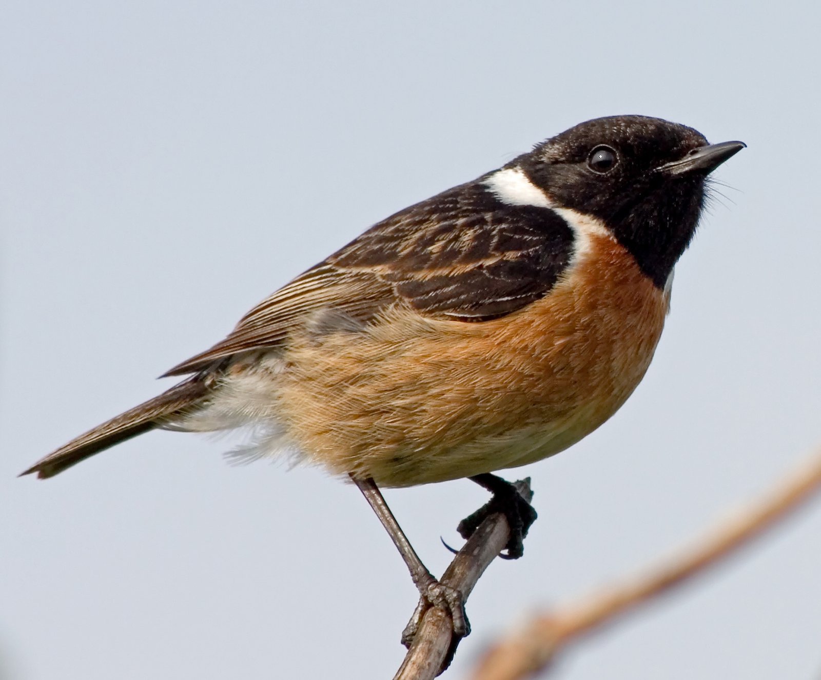 Roodborsttapuit (Saxicola rubicola)