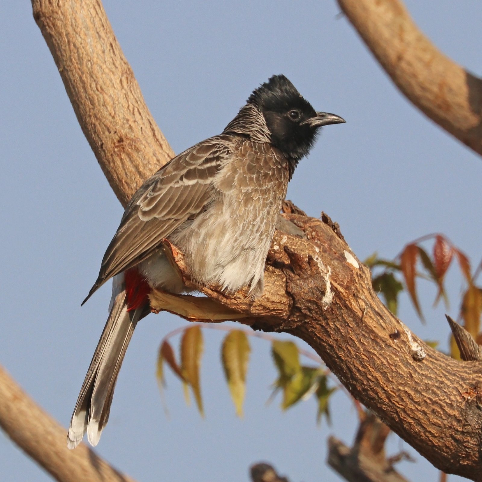 Roodbuikbuulbuul (Pycnonotus cafer)