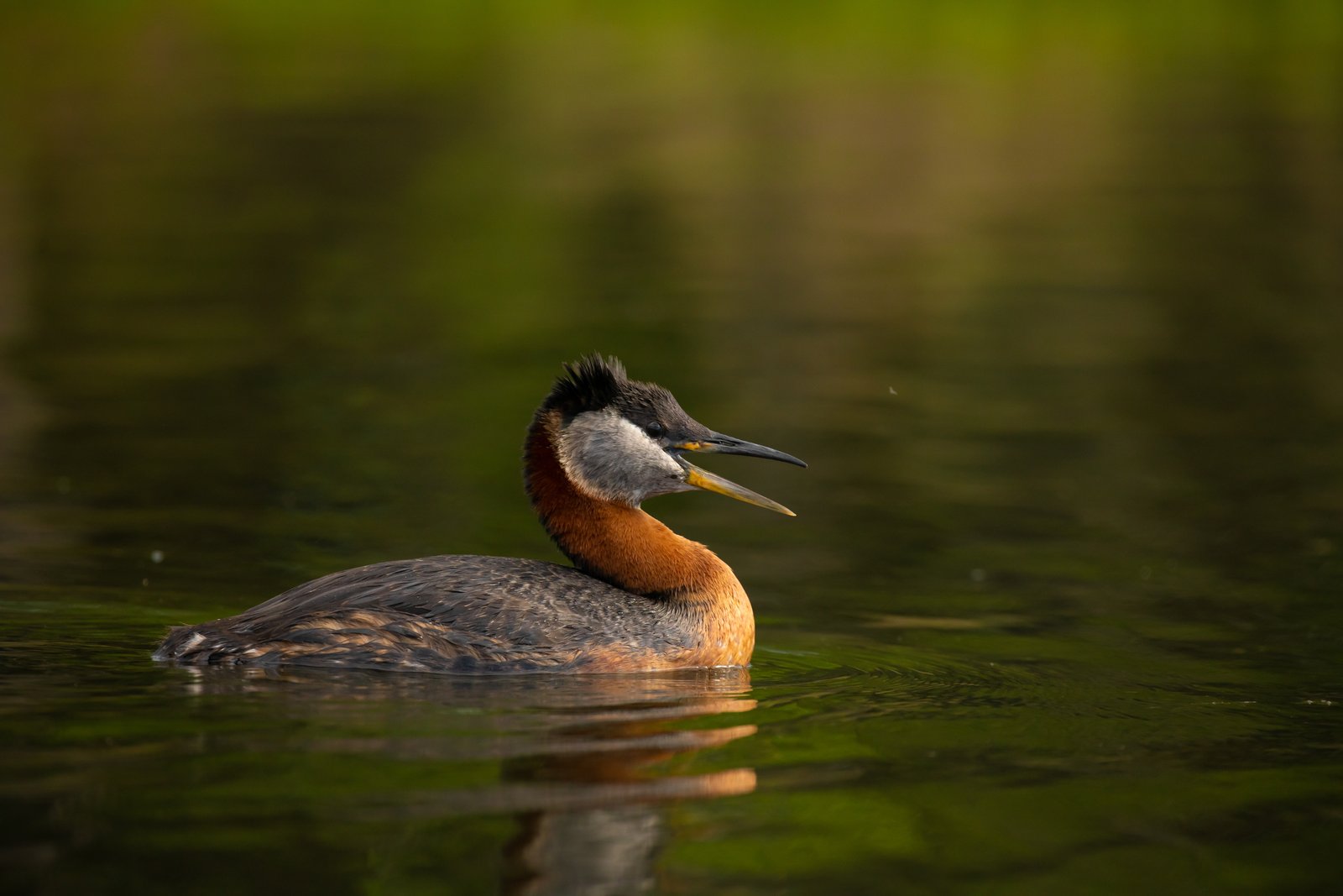Roodhalsfuut (Podiceps grisegena)