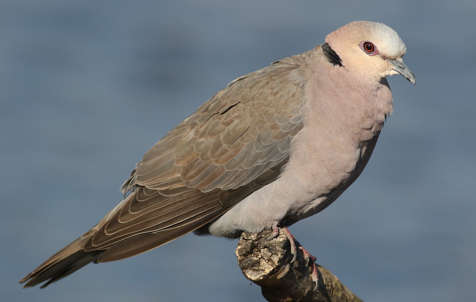 Roodoogtortel (Streptopelia semitorquata)