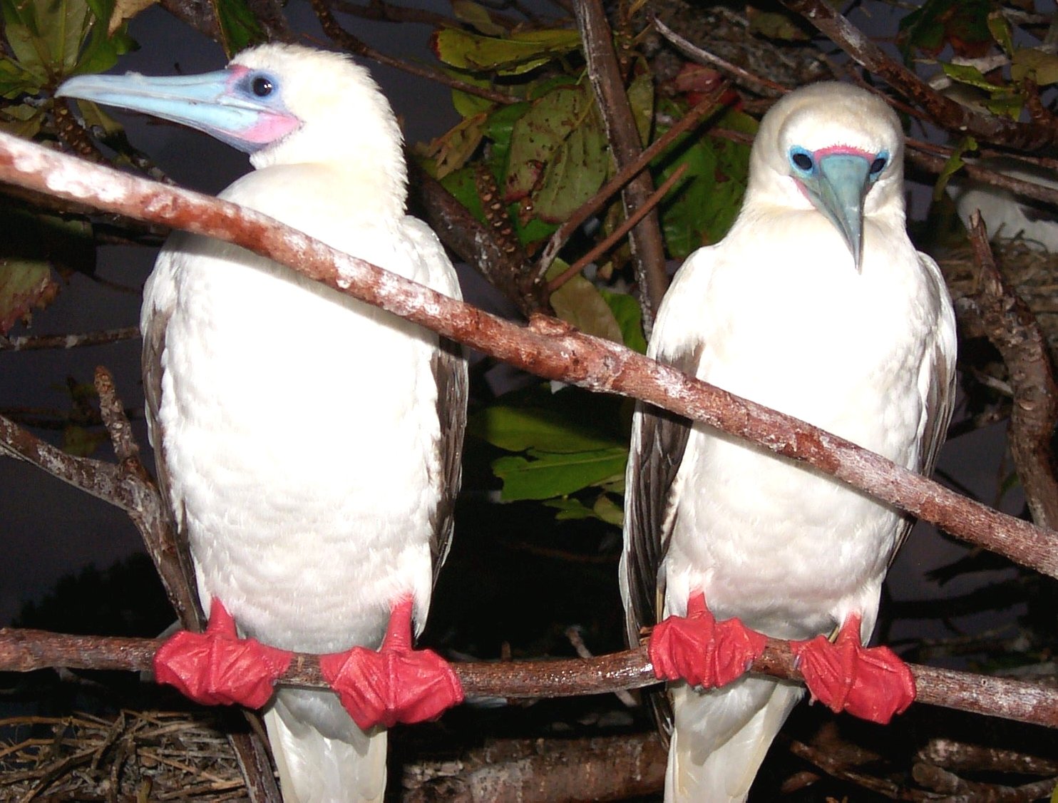 Roodpootgent (Sula sula)