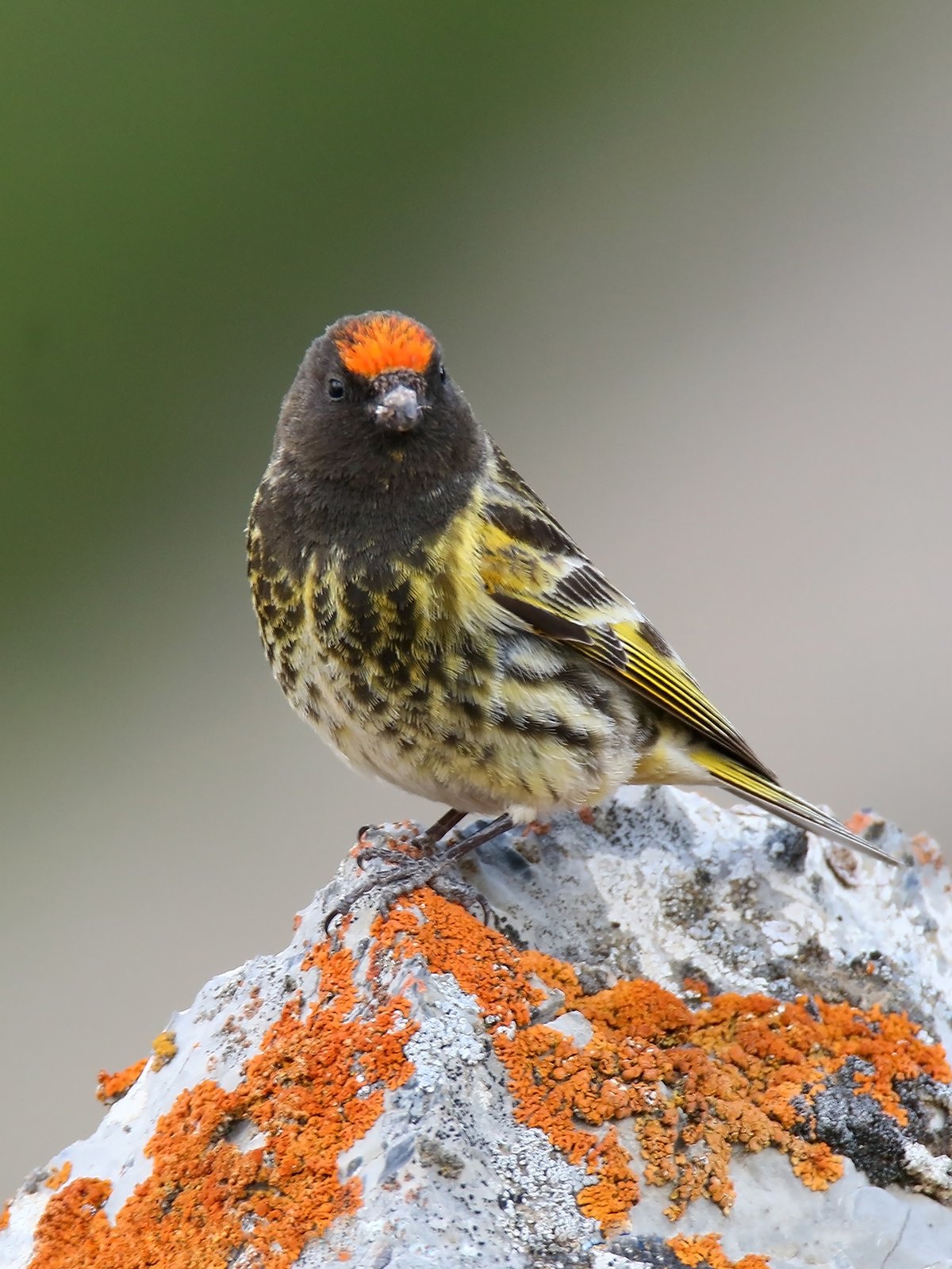 Roodvoorhoofdkanarie (Serinus pusillus)
