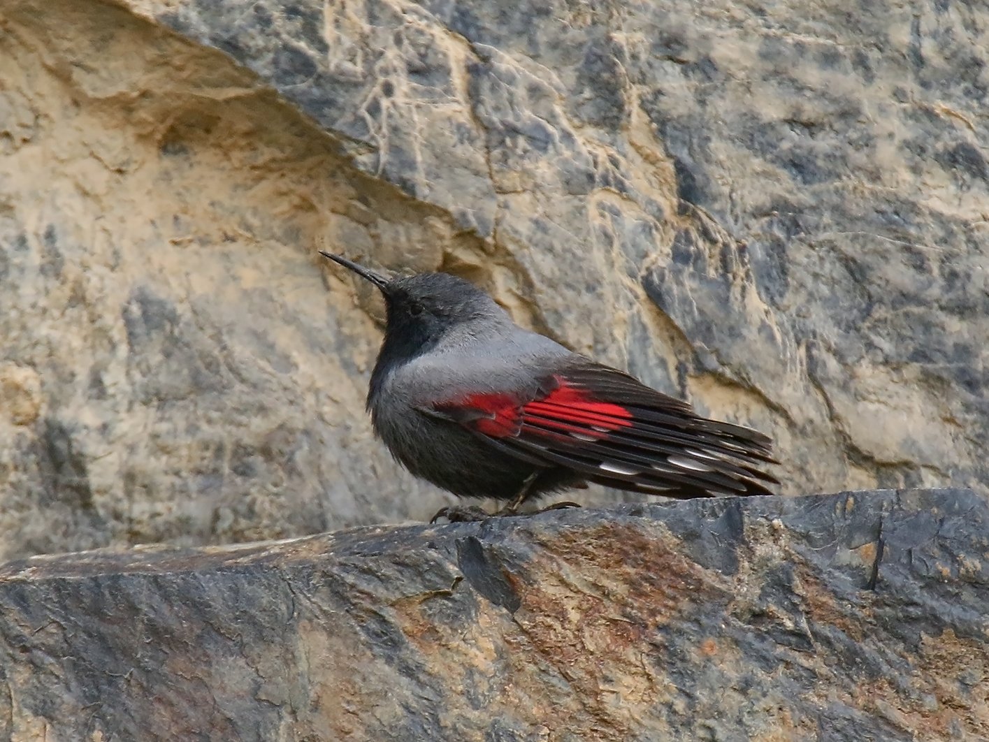 Rotskruiper (Tichodroma muraria)