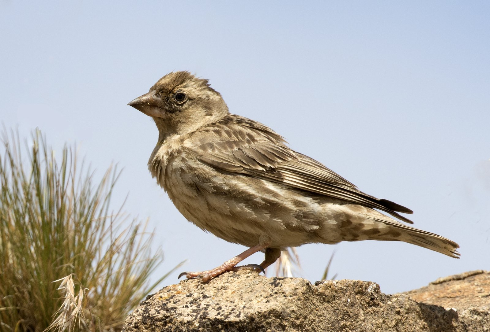 Rotsmus (Petronia petronia)