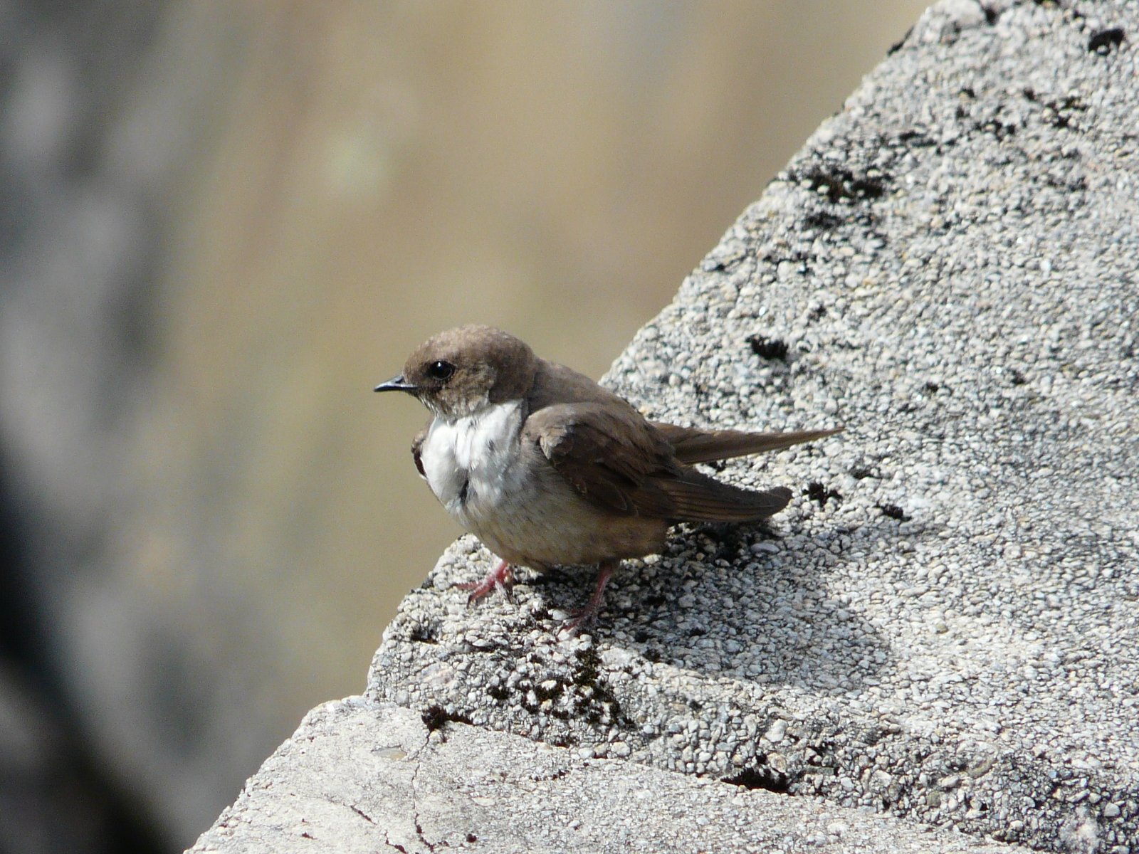 Rotszwaluw (Ptyonoprogne rupestris)