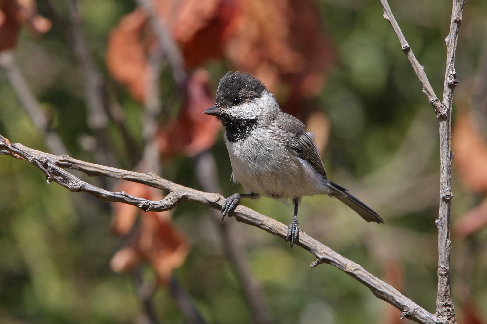 Rouwmees (Poecile lugubris)