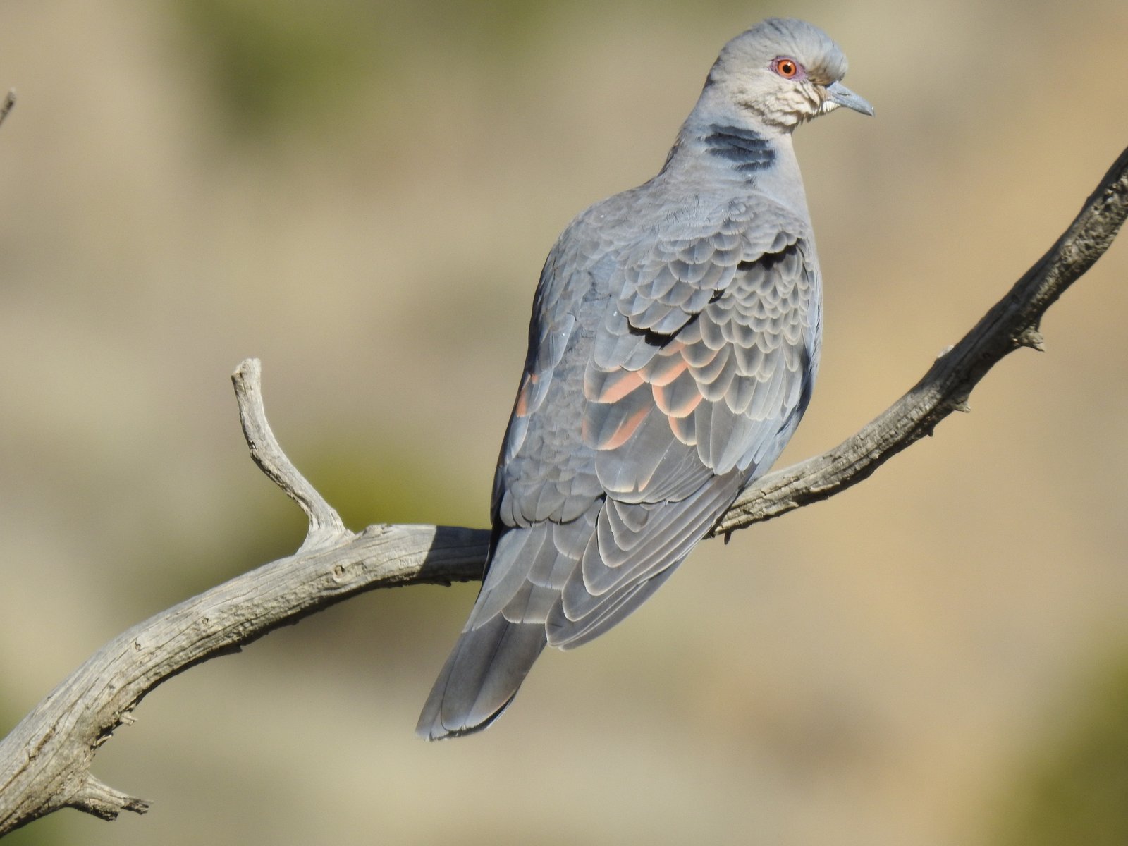 Rouwtortel (Streptopelia lugens)