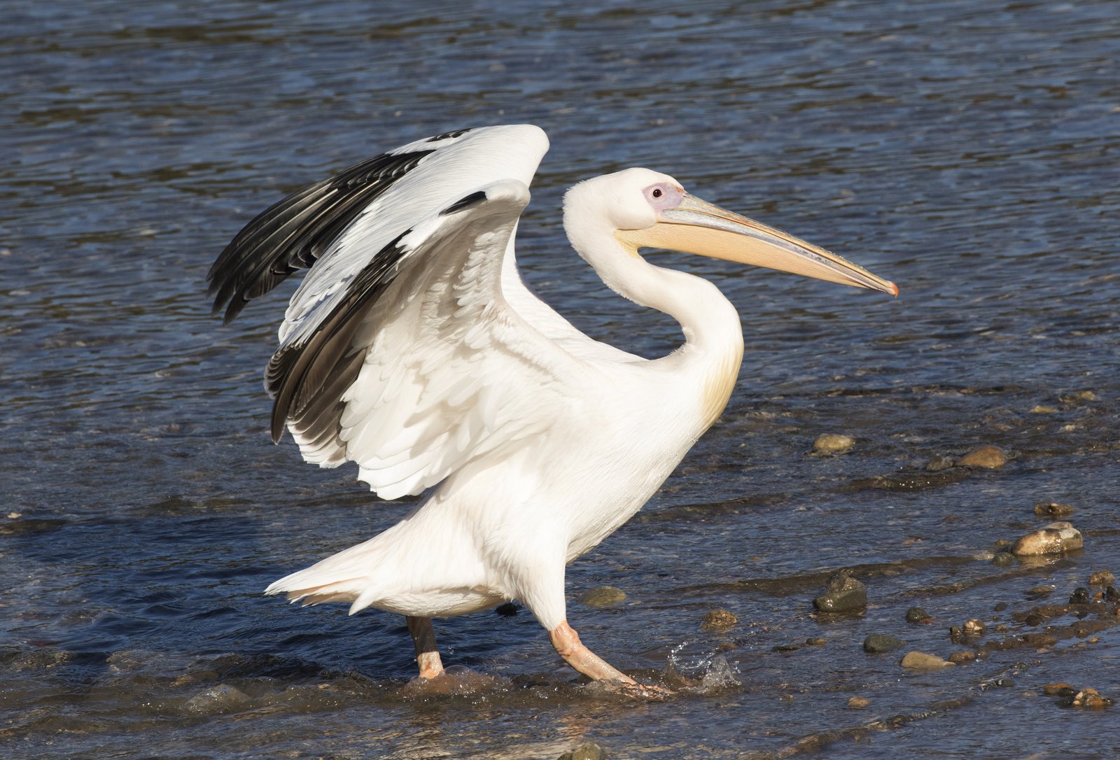 Roze pelikaan (Pelecanus onocrotalus)