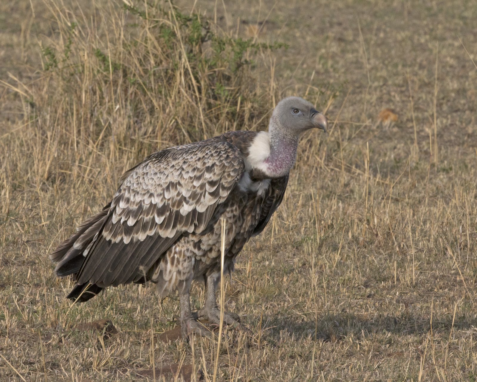 Rüppells gier (Gyps rueppelli)