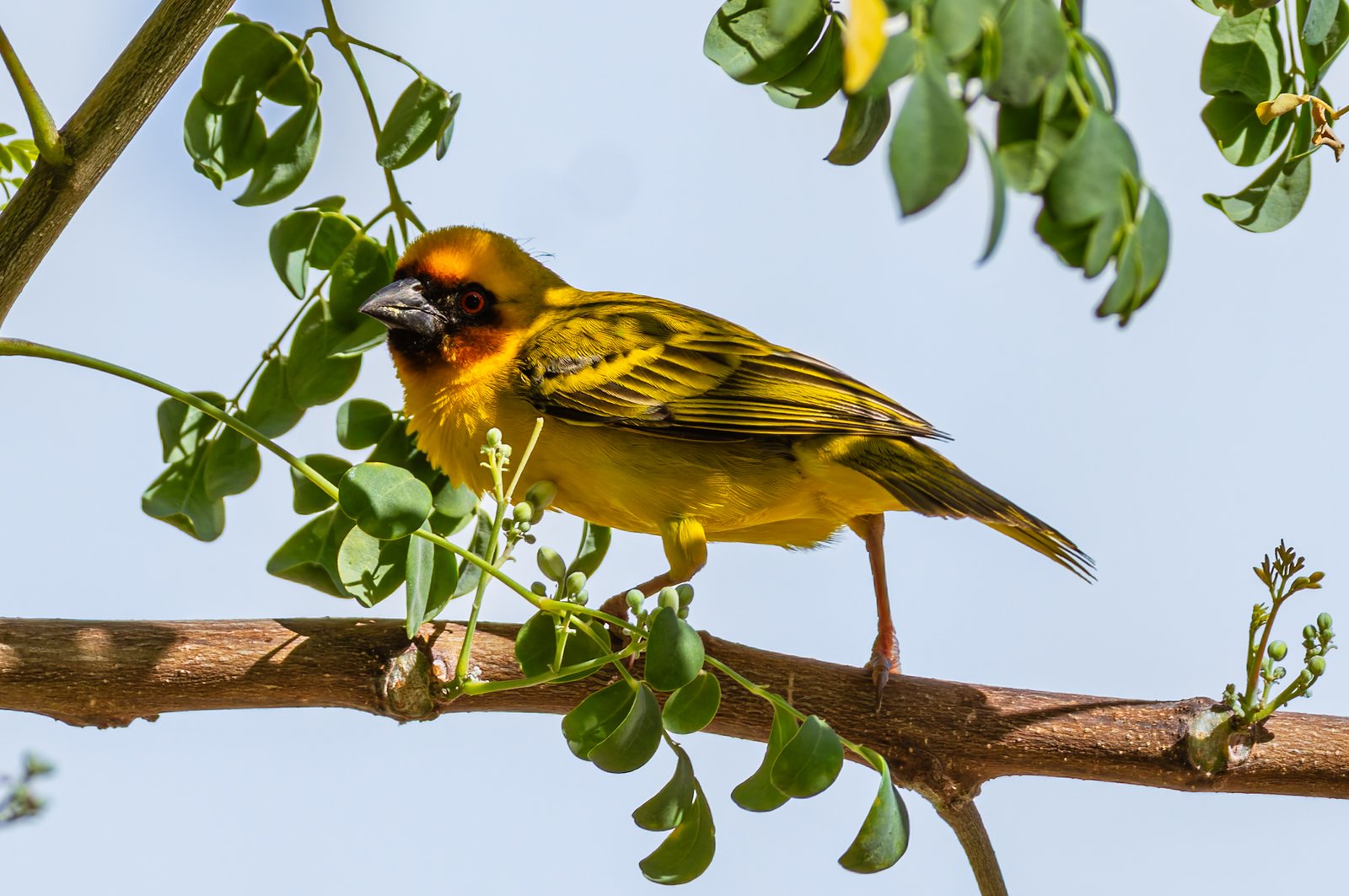 Rüppells wever (Ploceus galbula)