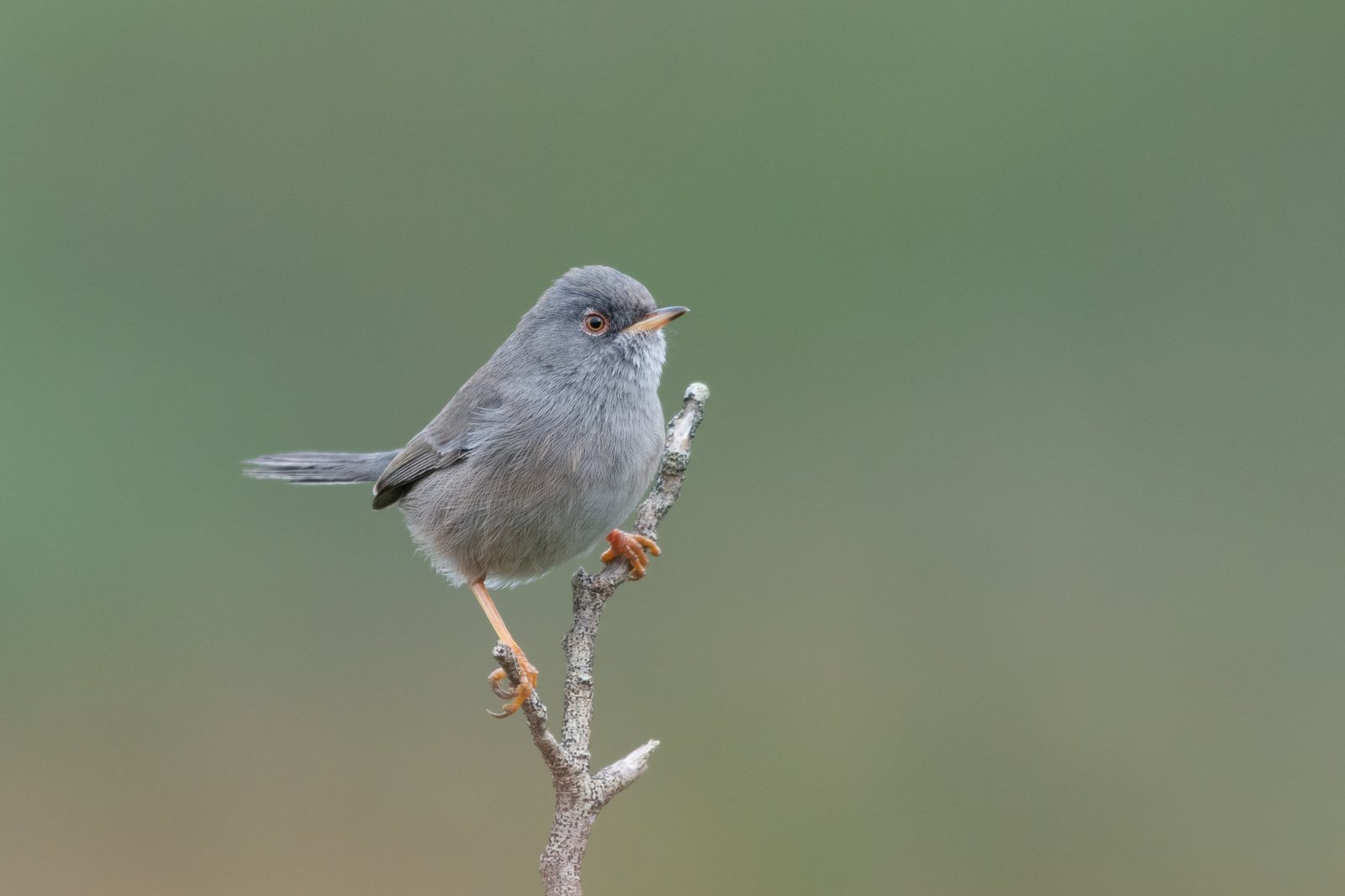 Sardijnse grasmus (Curruca sarda)