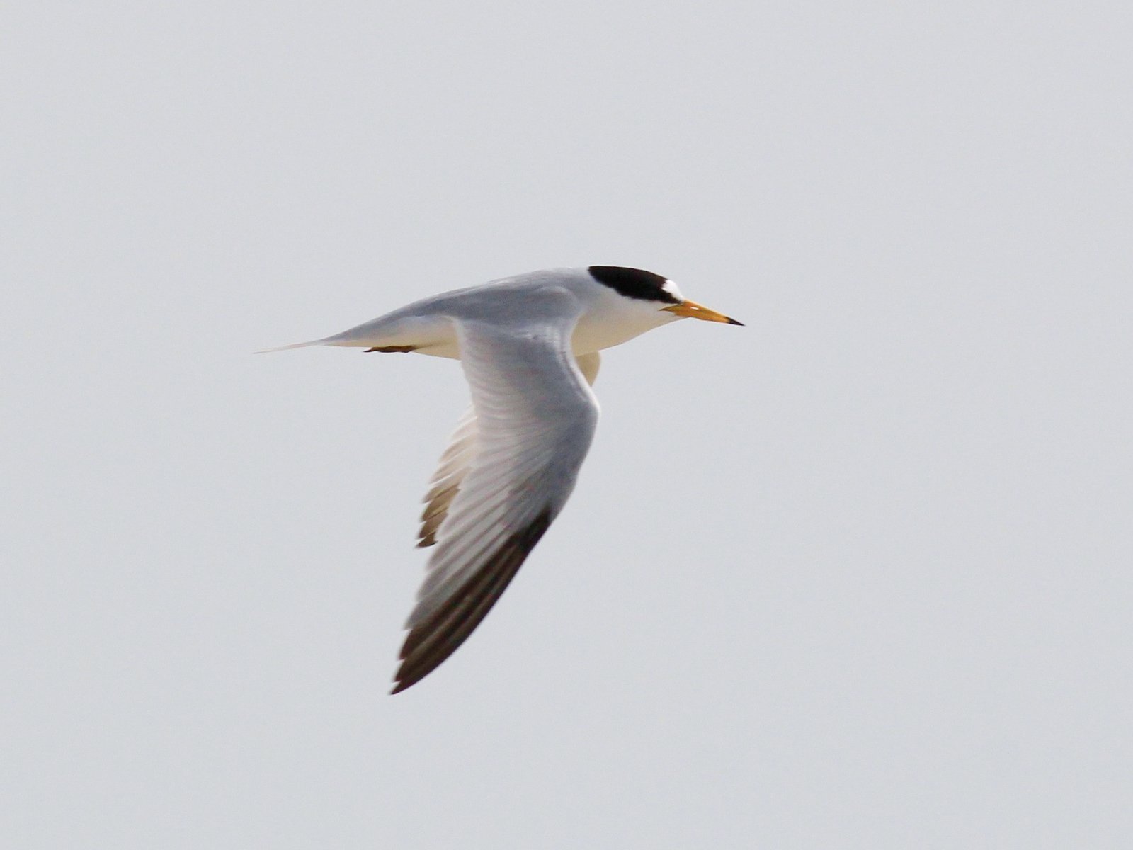Saunders' dwergstern (Sternula saundersi)