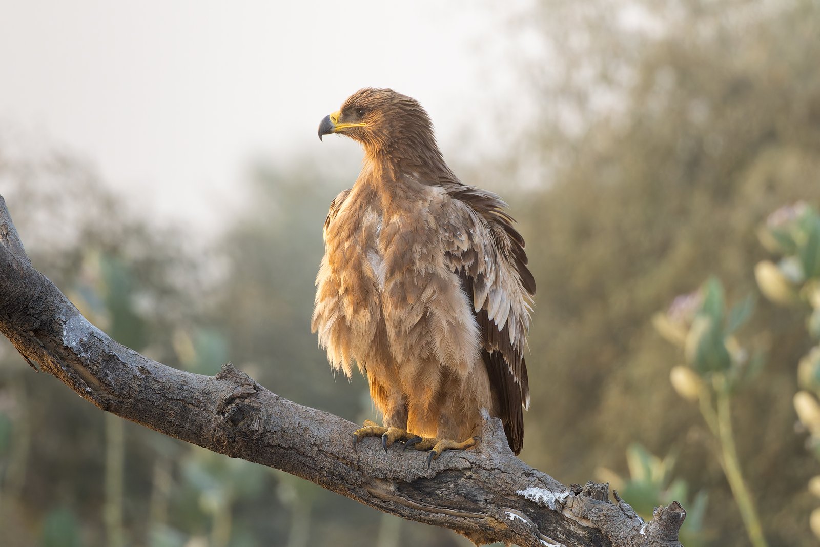 Savannearend (Aquila rapax)