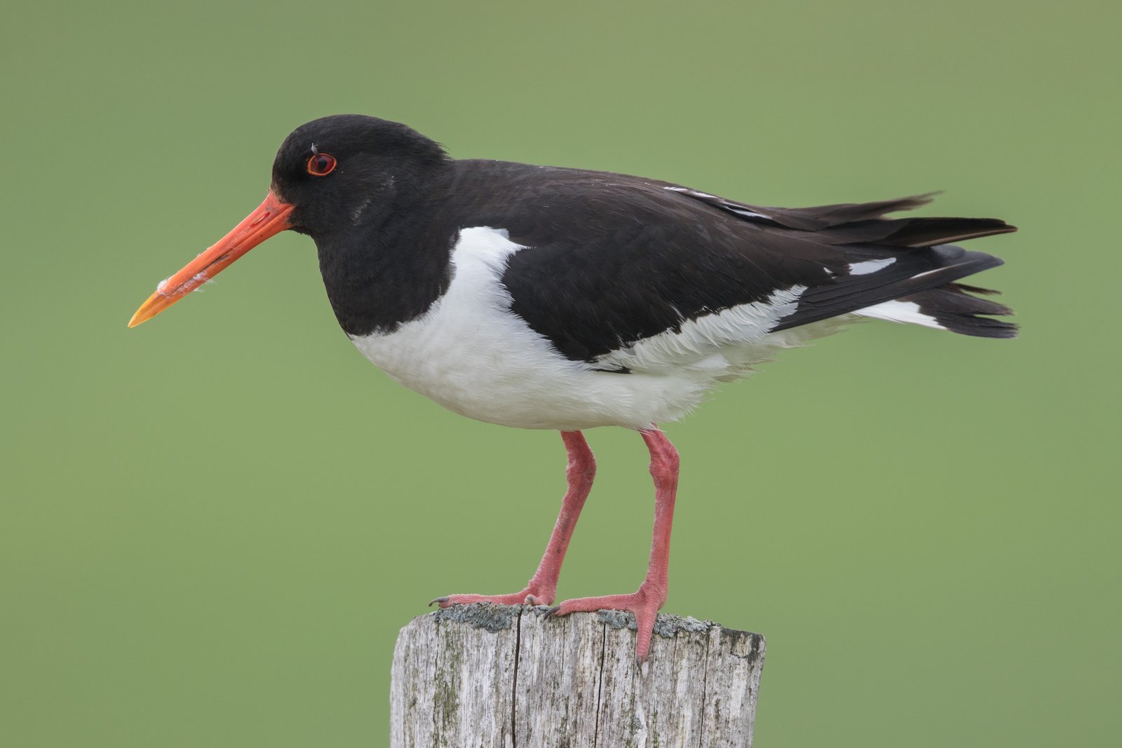 Scholekster (Haematopus ostralegus)
